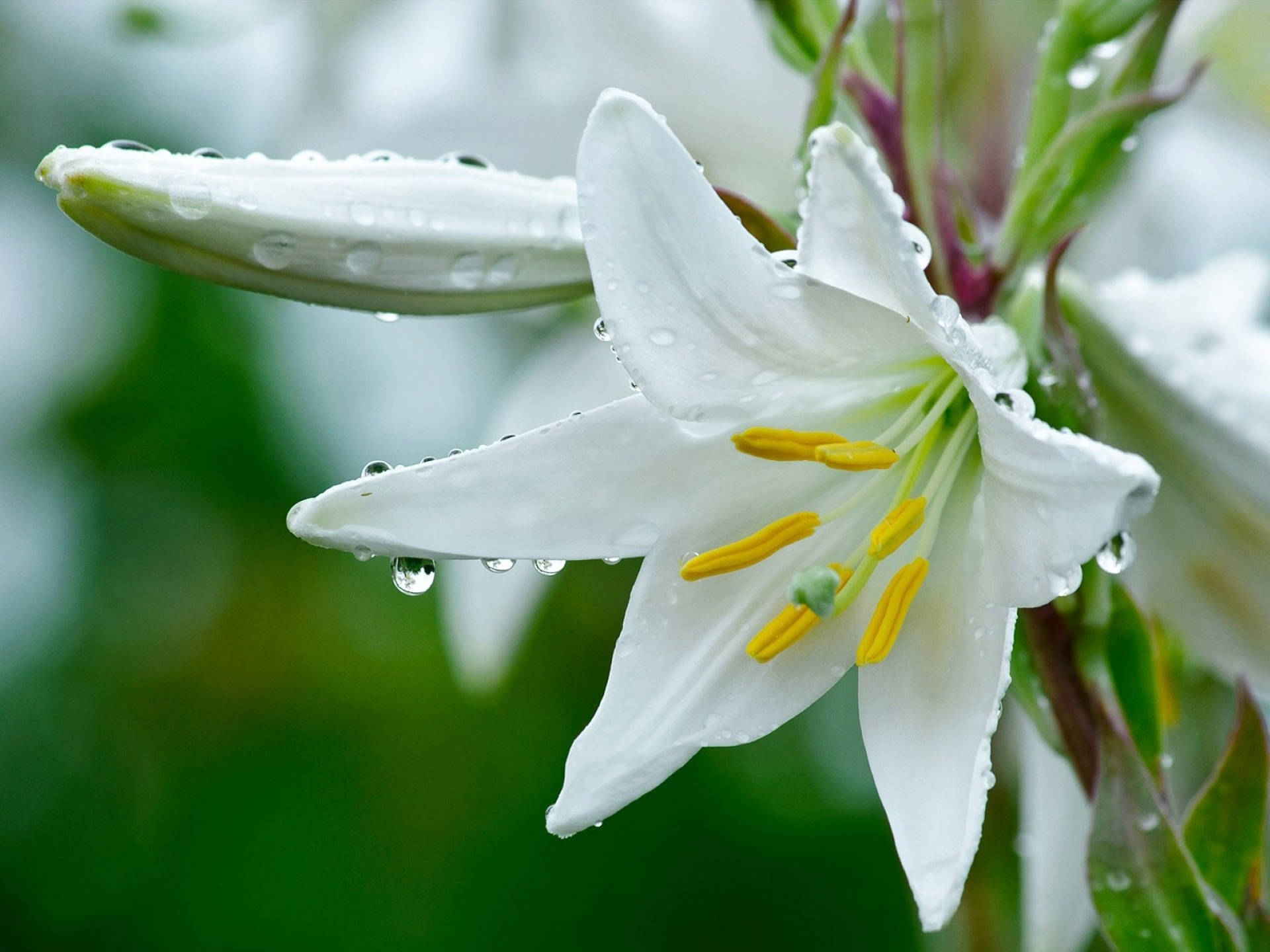 star shaped white lily, pristine white lily, dewdrops, Full HD Desktop Wallpaper