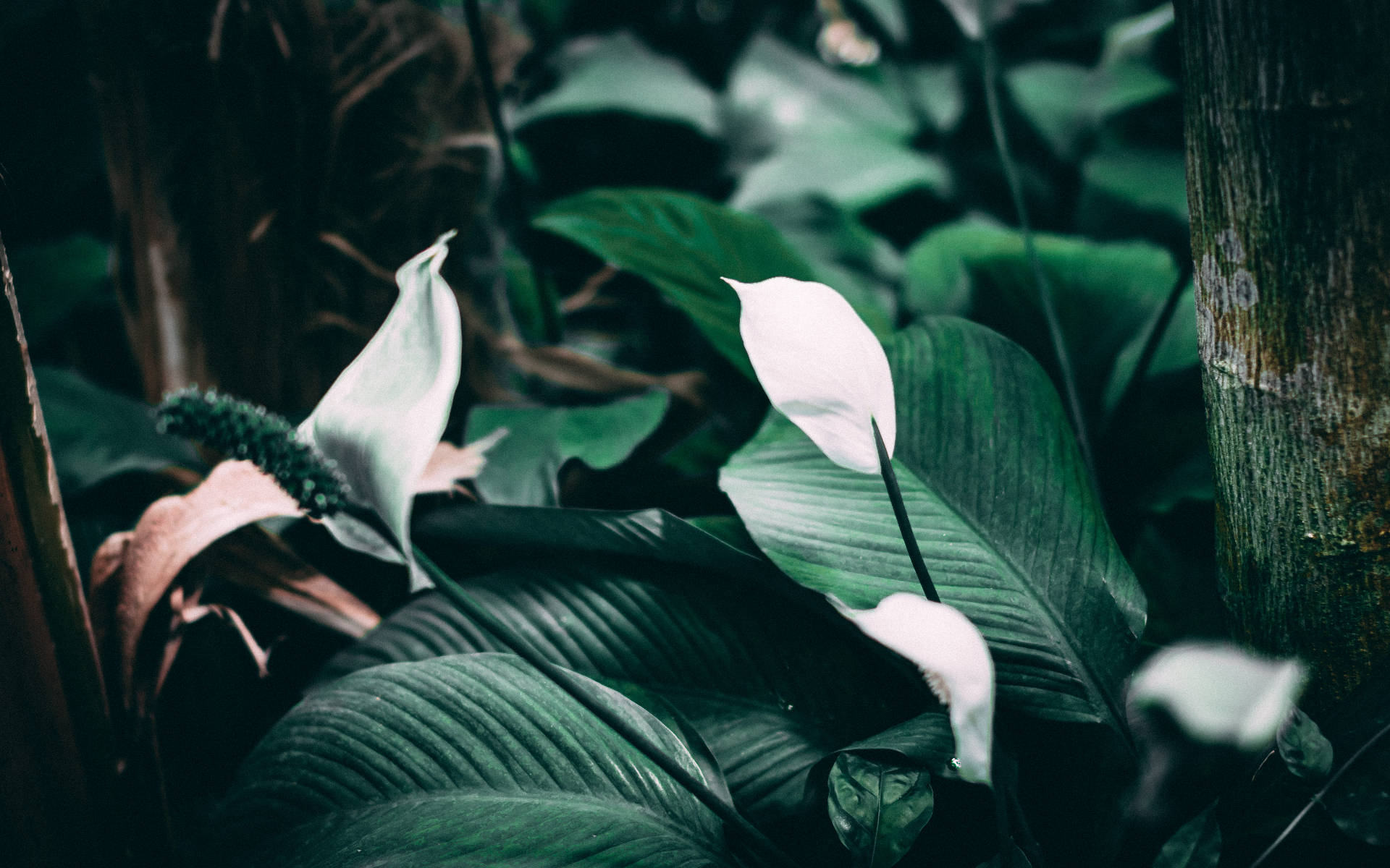 White Lily, tropical leaves, jungle setting, Full HD Desktop Wallpaper
