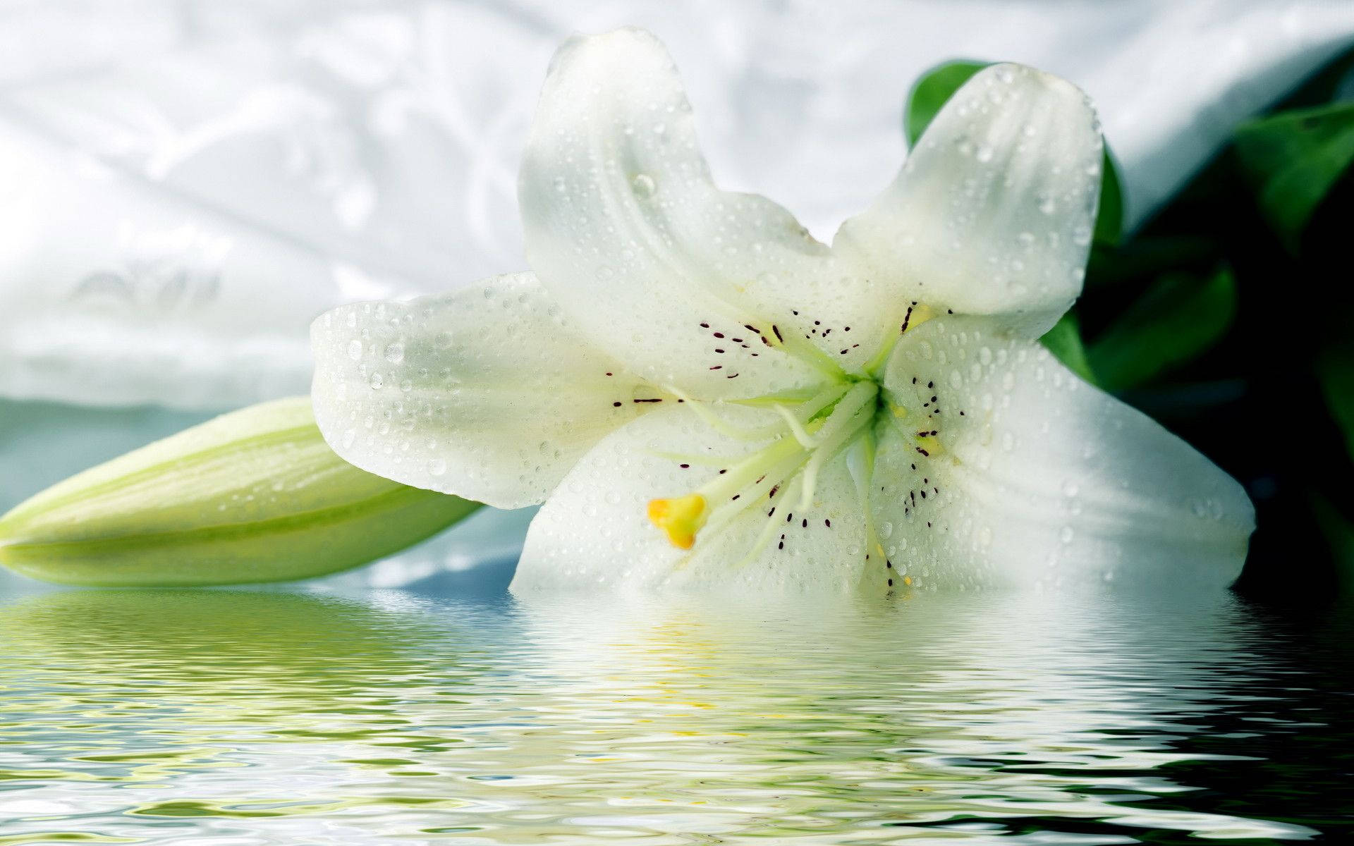 White Lily, water, dewdrops, Full HD Desktop Wallpaper