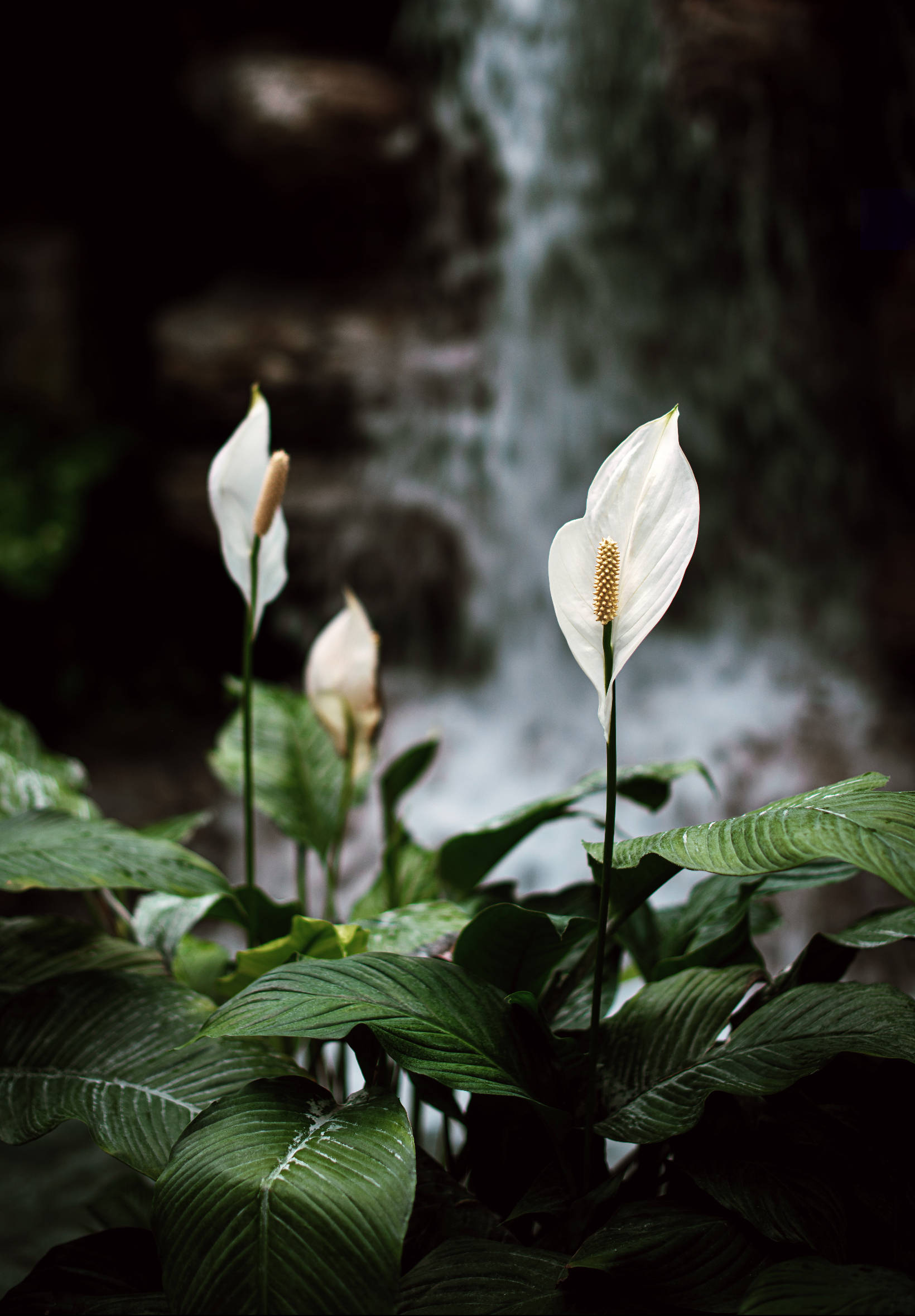 White Lily, peace lilies, yellow spadices, Full HD Phone Wallpaper