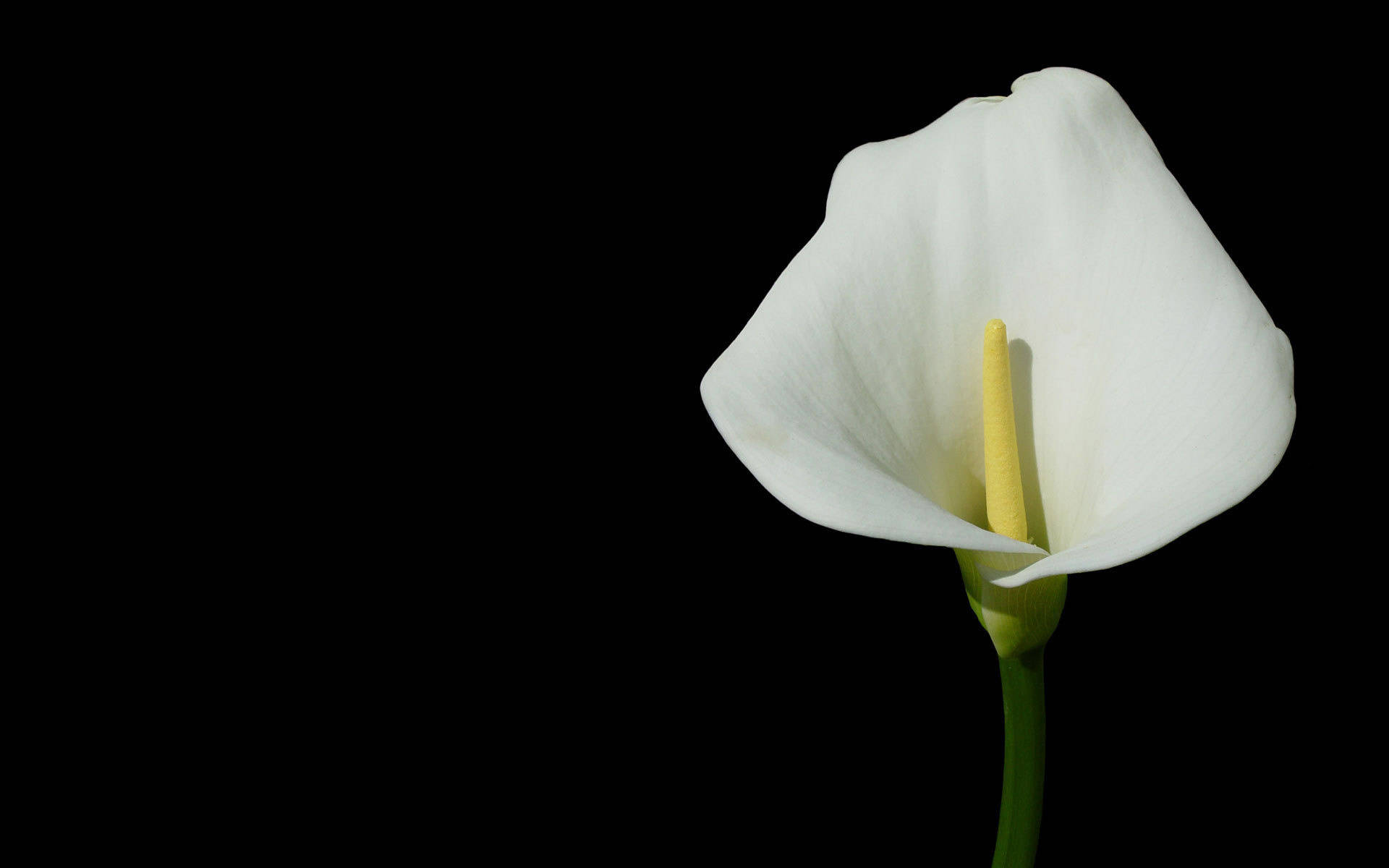 white calla lily, yellow spadix, pure black background, Full HD Desktop Wallpaper
