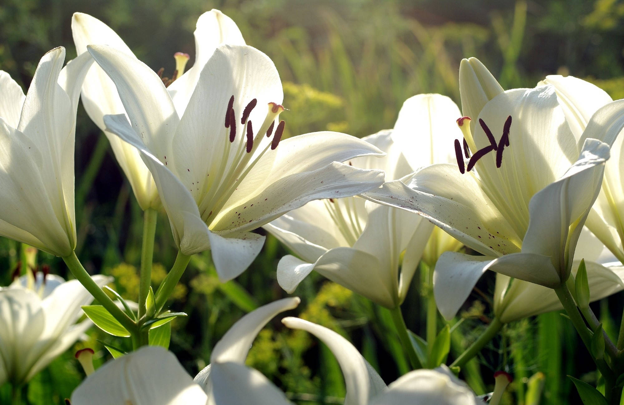 White Lily, sunlit, white lilies, Full HD Desktop Wallpaper