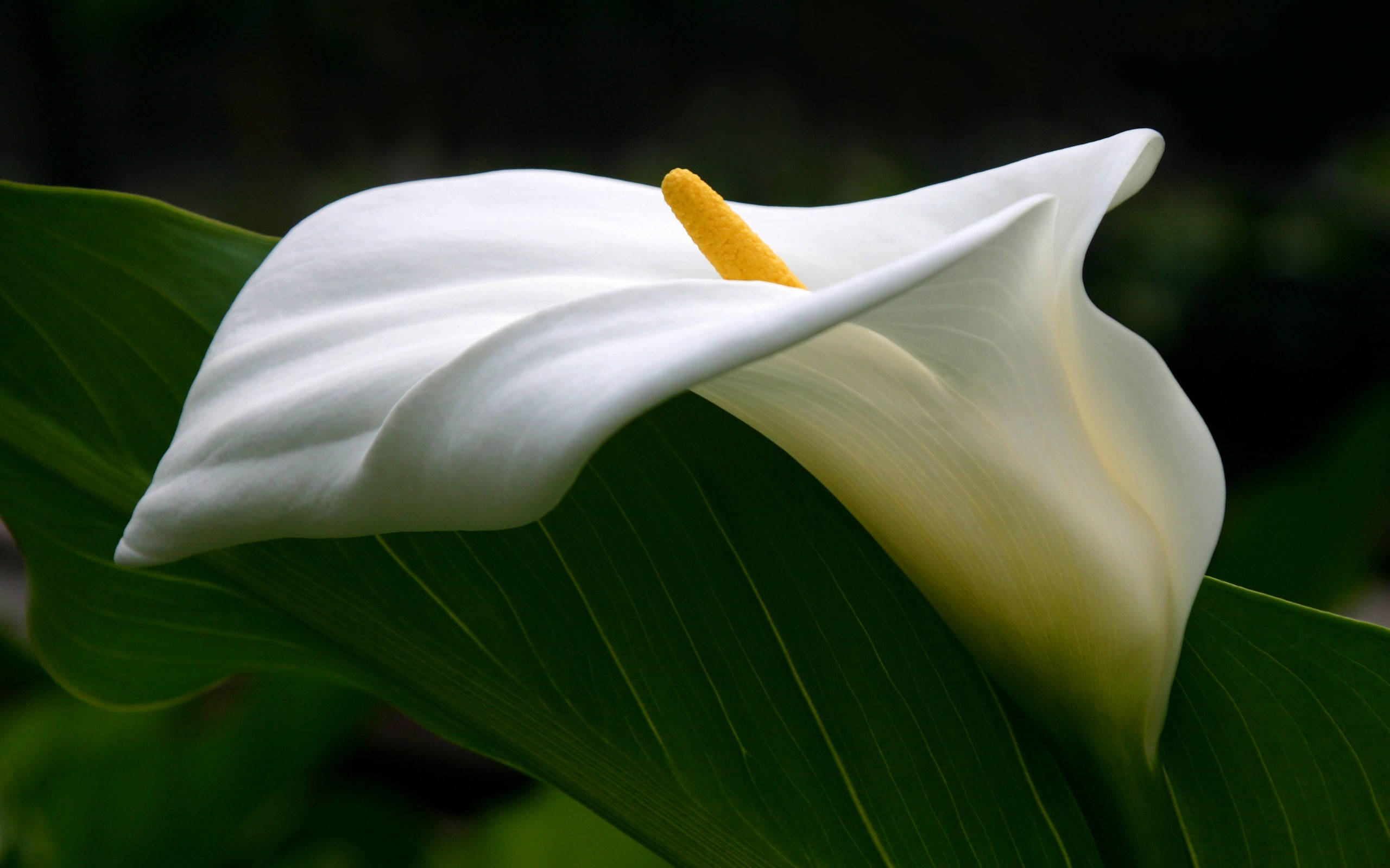white lily, calla lily, yellow spadix, 2K Desktop Wallpaper