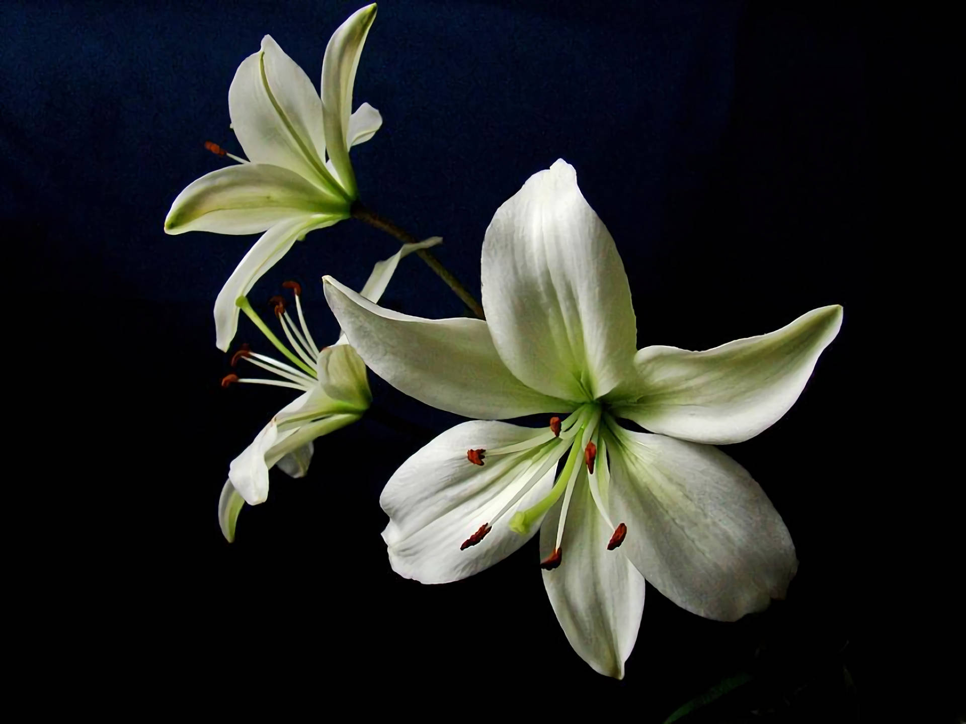 White Lily, white lilies, green stems, Full HD Desktop Wallpaper