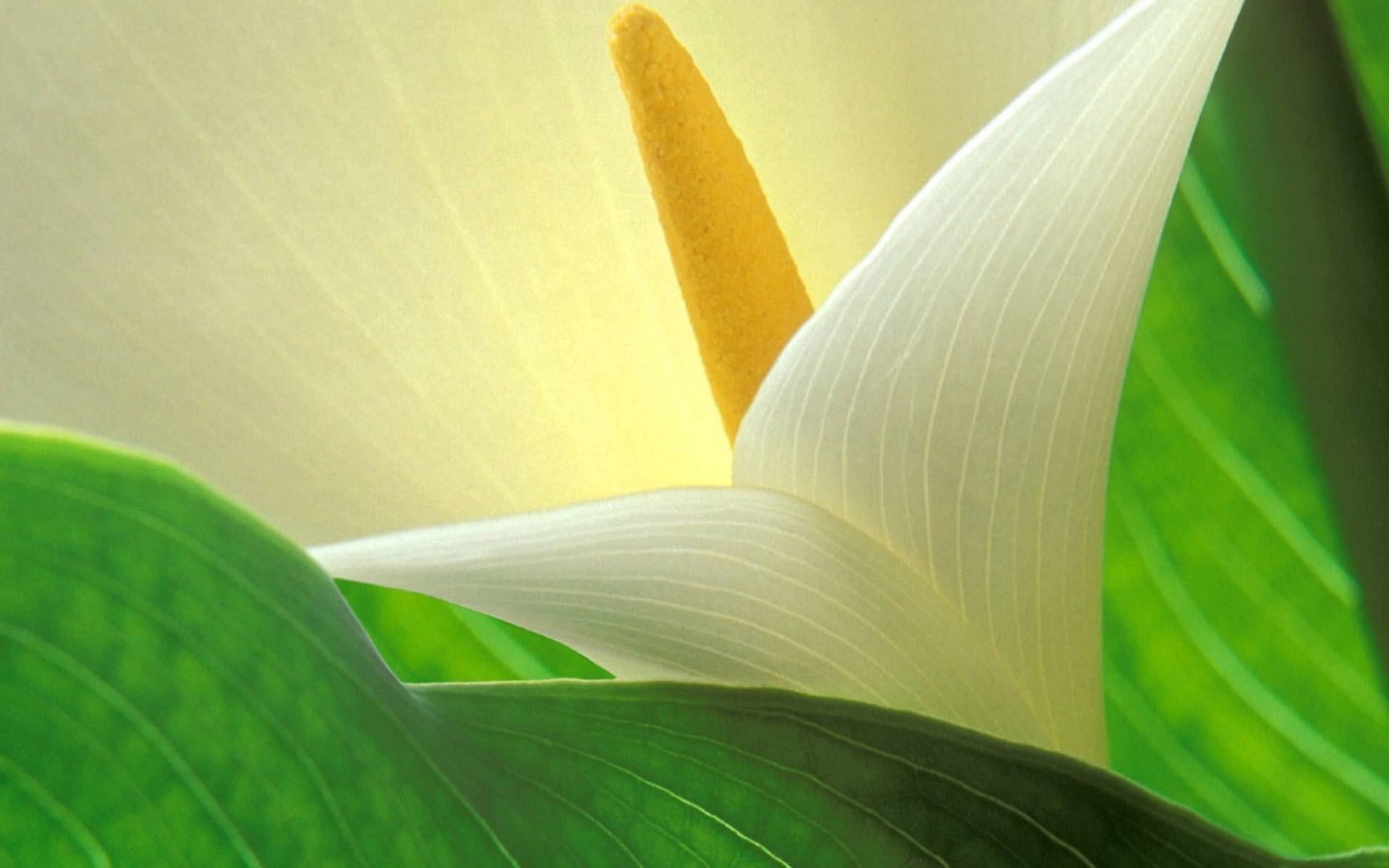 white calla lily, yellow spadix, lush green leaves, Full HD Desktop Wallpaper