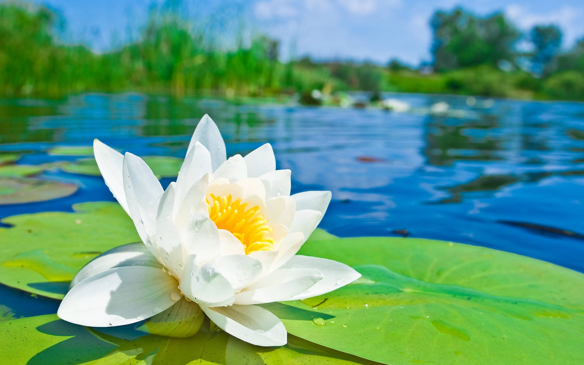 White Lily, pond, green lily pad, Full HD Desktop Wallpaper