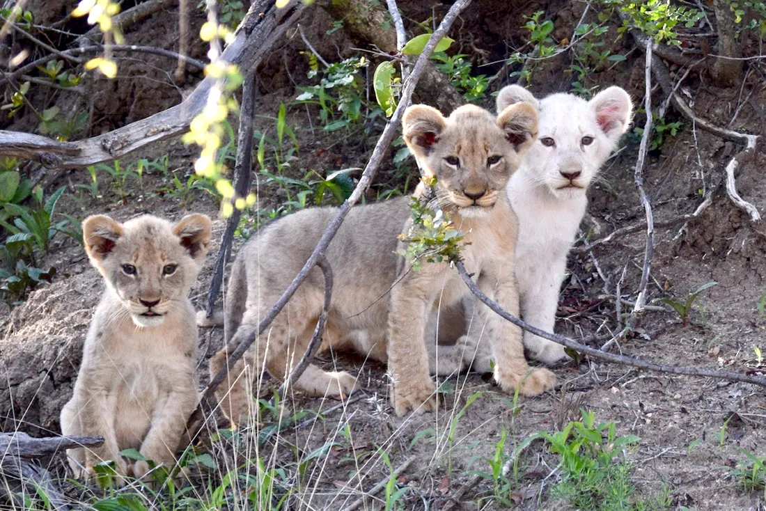 White Lion