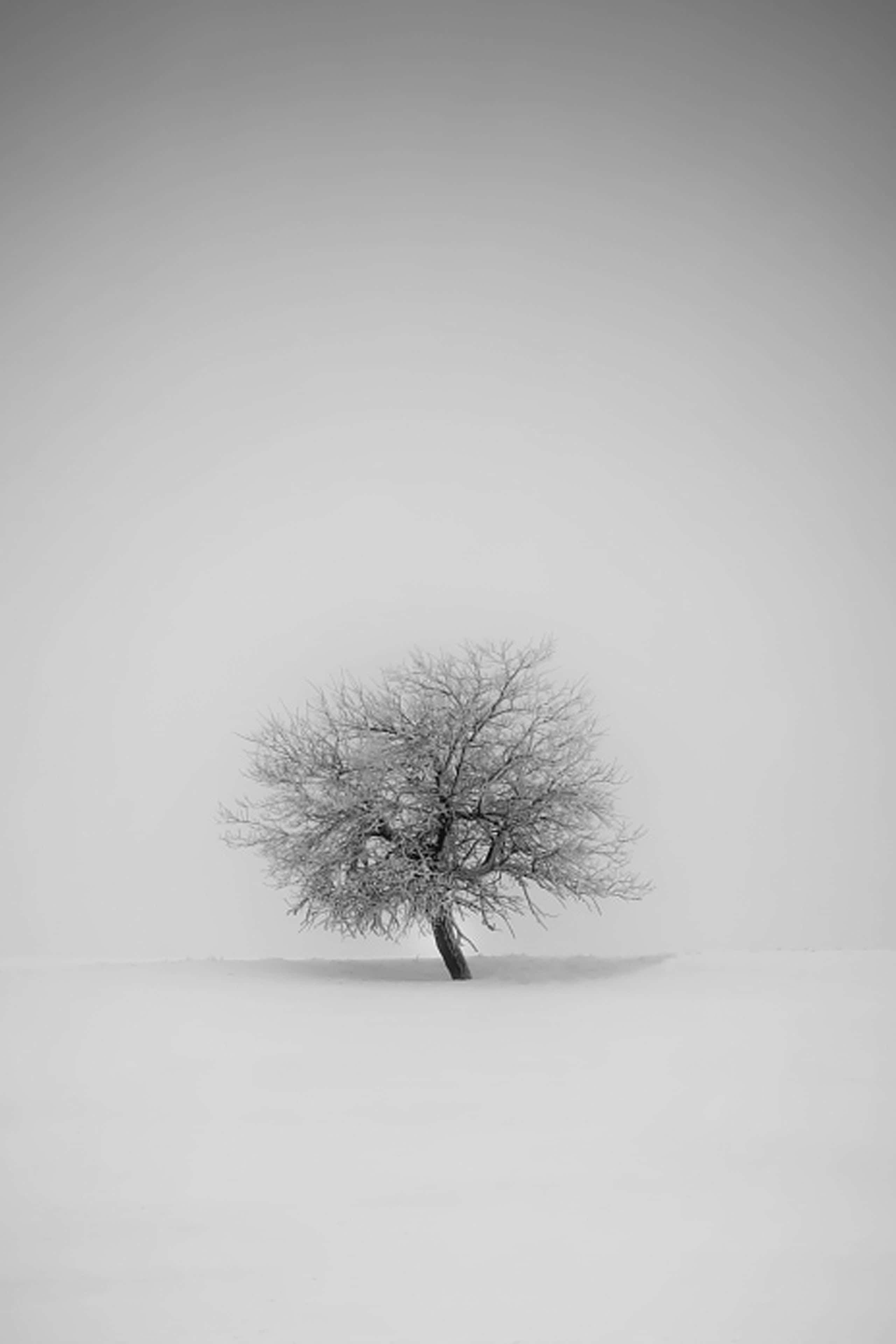white minimalist iphone, snow-dusted tree, hazy winter sky, 4K Phone Wallpaper