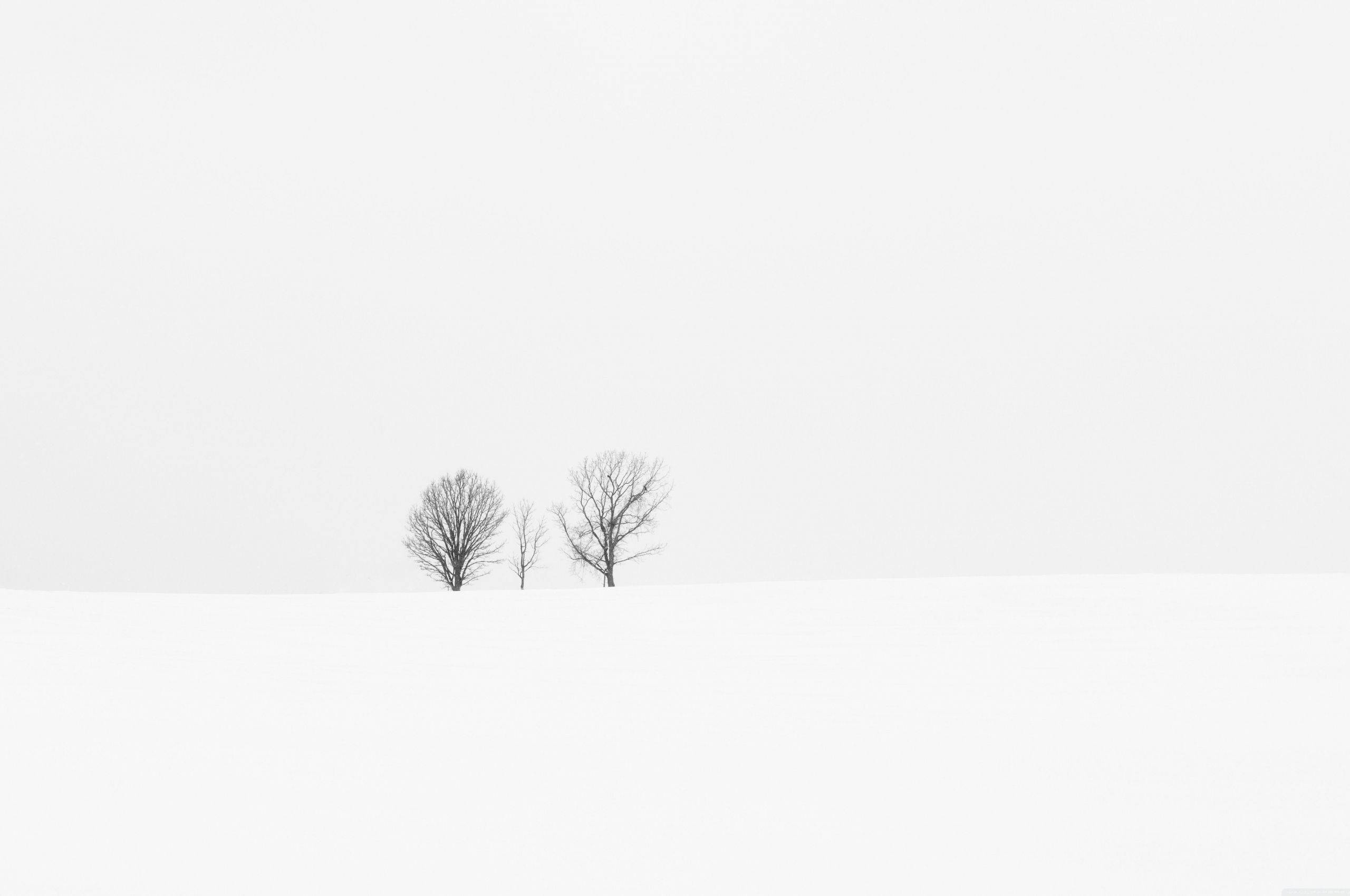 white minimalist, three barren trees, vast snowy field, 2K Desktop Wallpaper