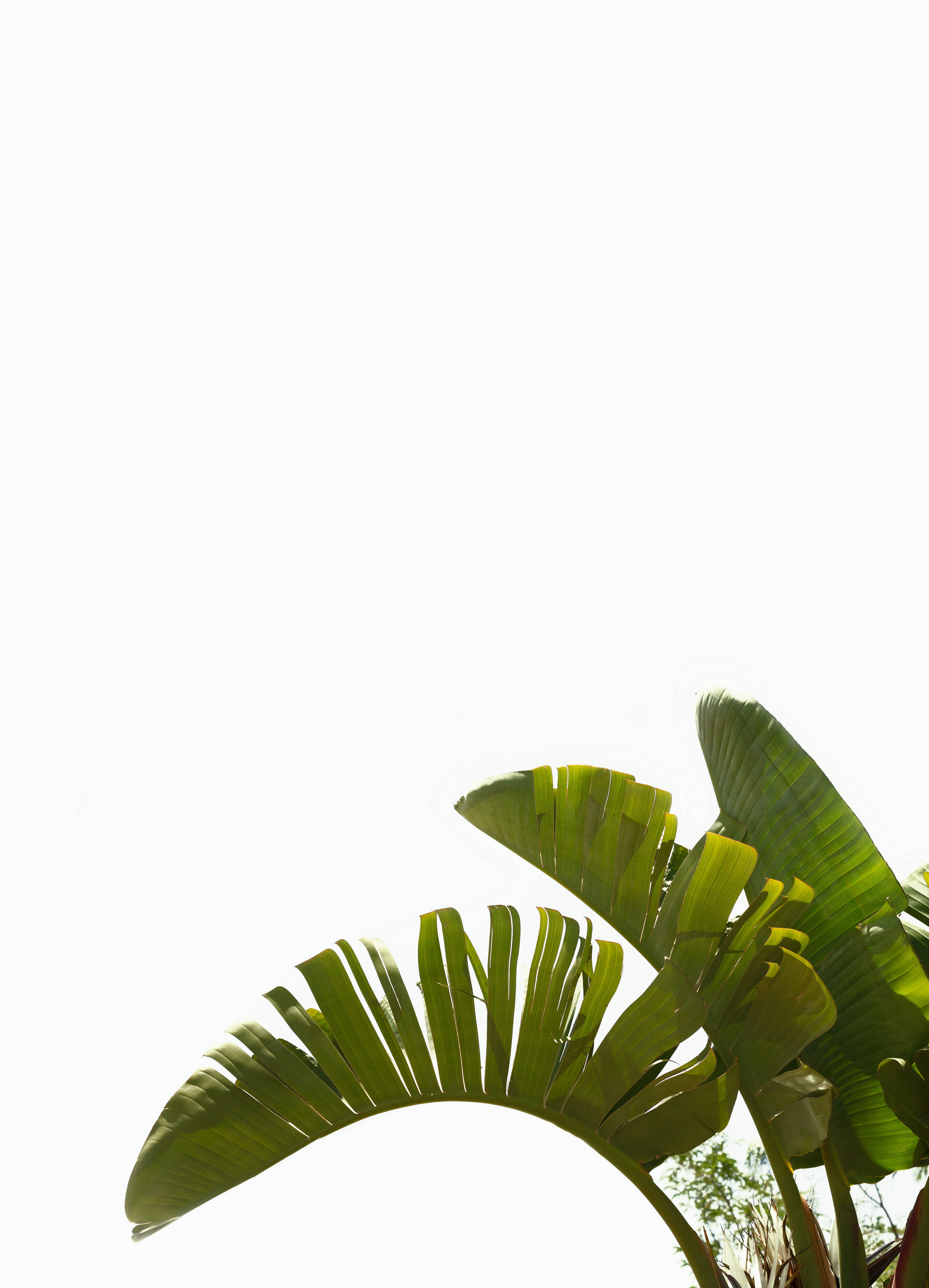 white minimalist, banana leaves, bright white sky, 4K Phone Wallpaper