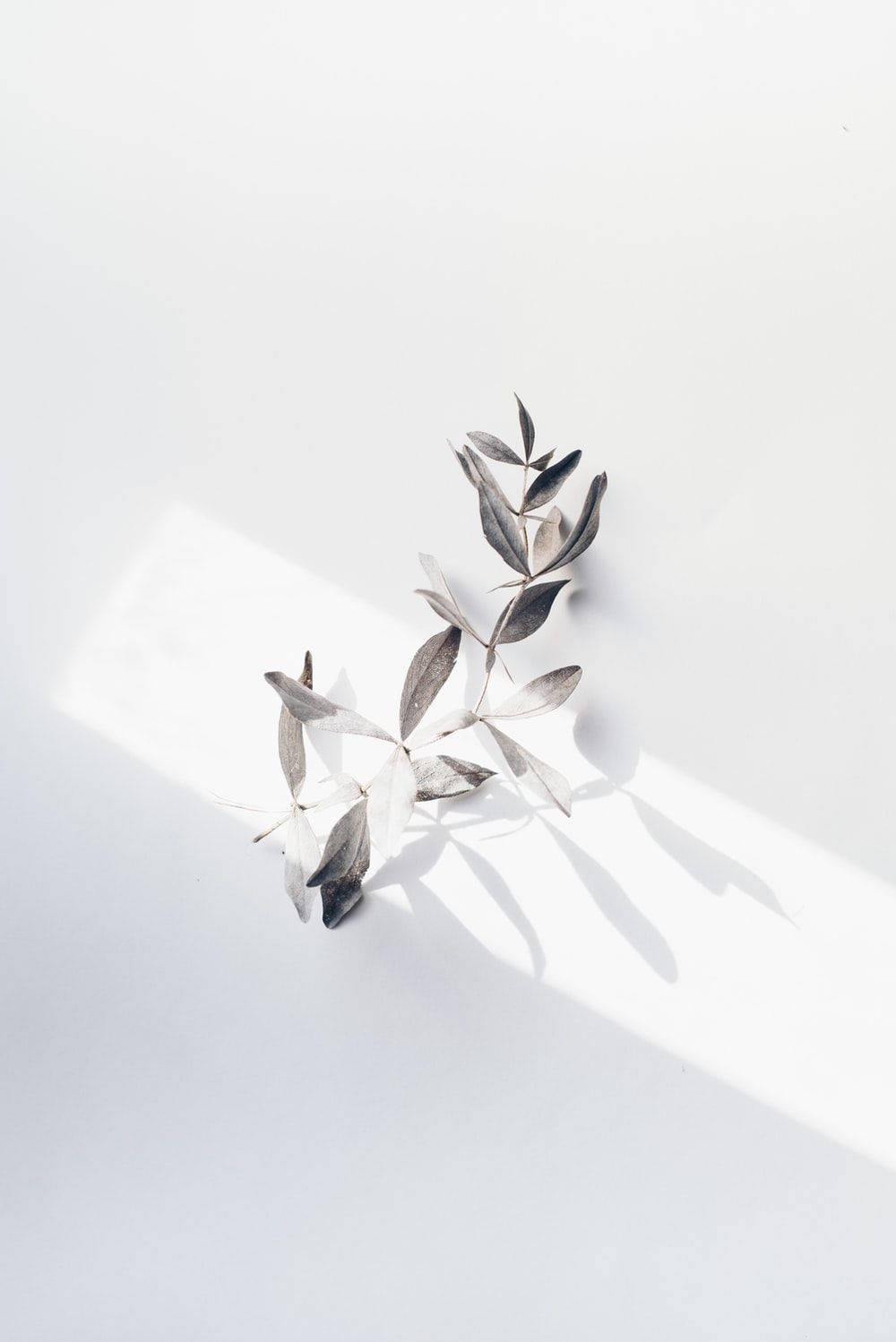 Leaves, silver-toned, bright white surface, HD Phone Wallpaper