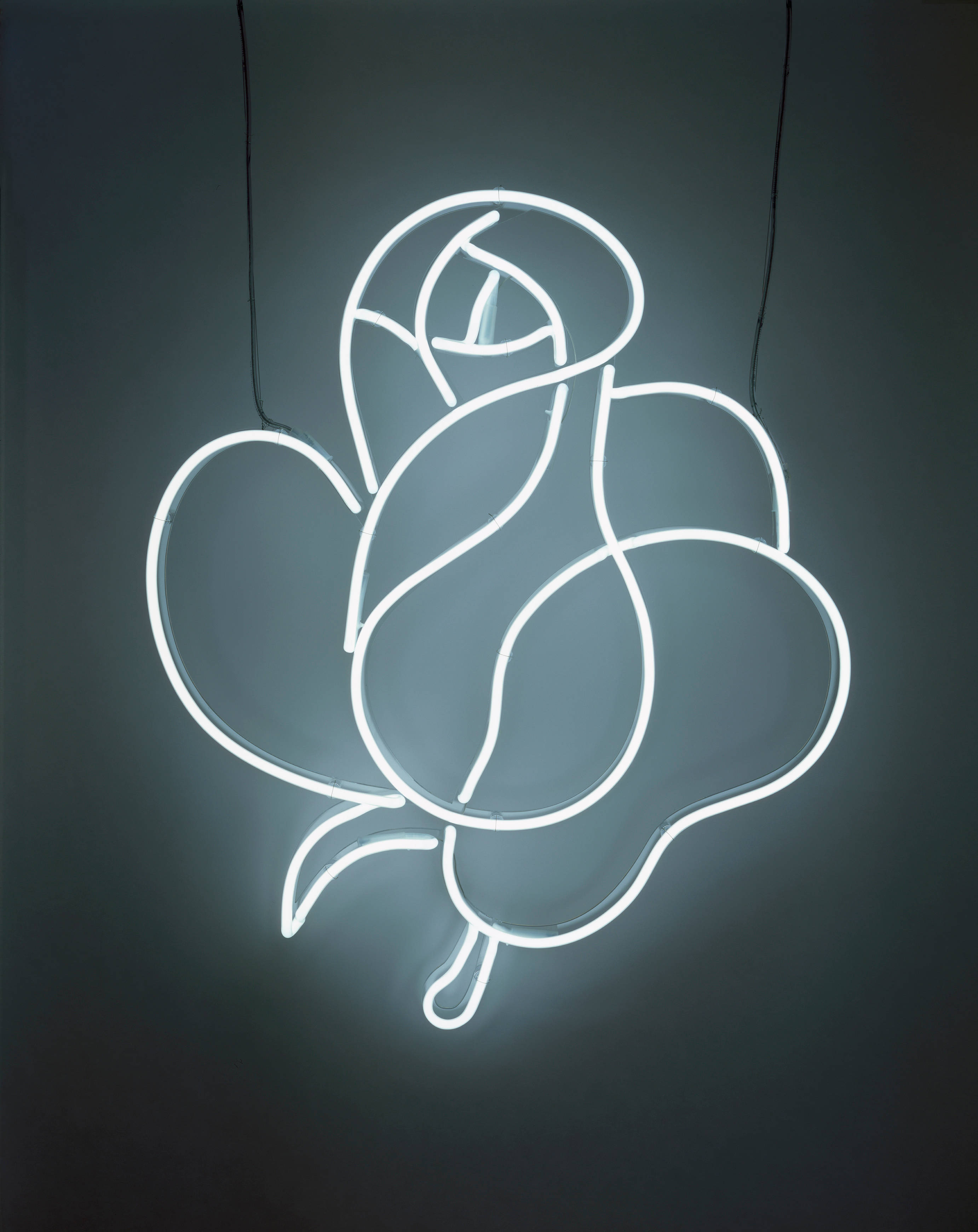 rose, white neon outline, dark gray wall, 2K Phone Wallpaper