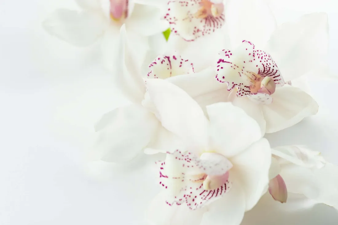 White Orchid