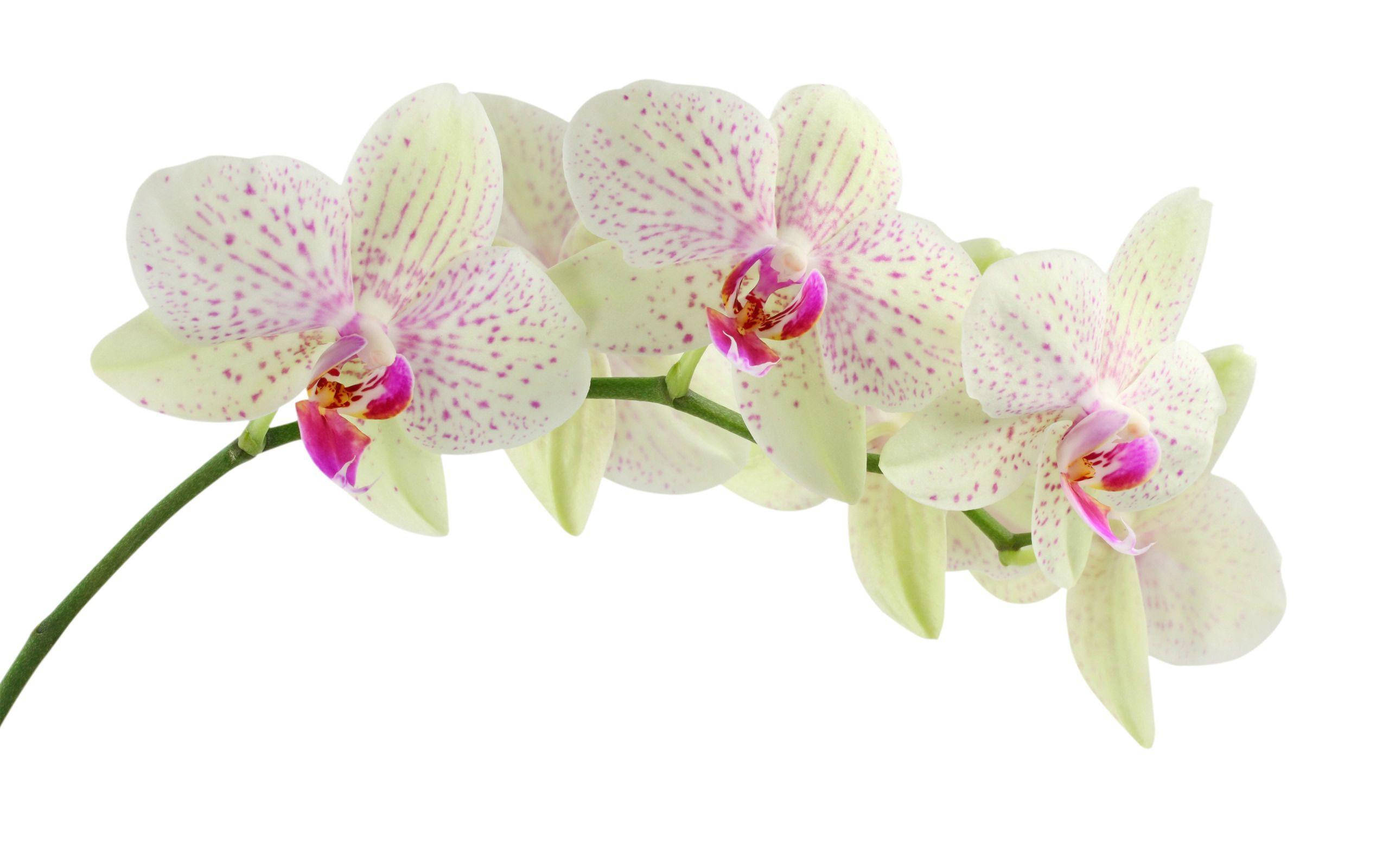 White Orchid, purple streaks, pink speckles, 2K Desktop Wallpaper