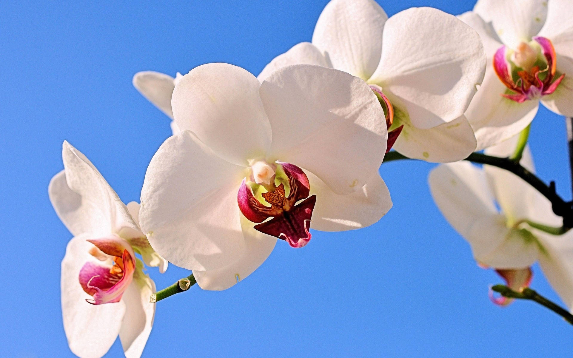 White Orchid, pink centers, clear blue sky, Full HD Desktop Wallpaper
