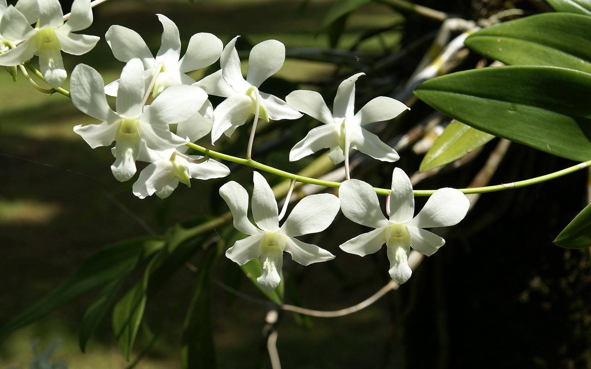 White Orchids Cluster, white orchid blooms, slender stem, Full HD Desktop Wallpaper