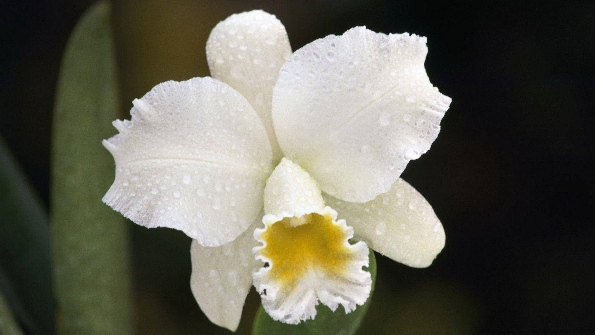 White Orchid, water droplets, delicate yellow center, Full HD Desktop Wallpaper