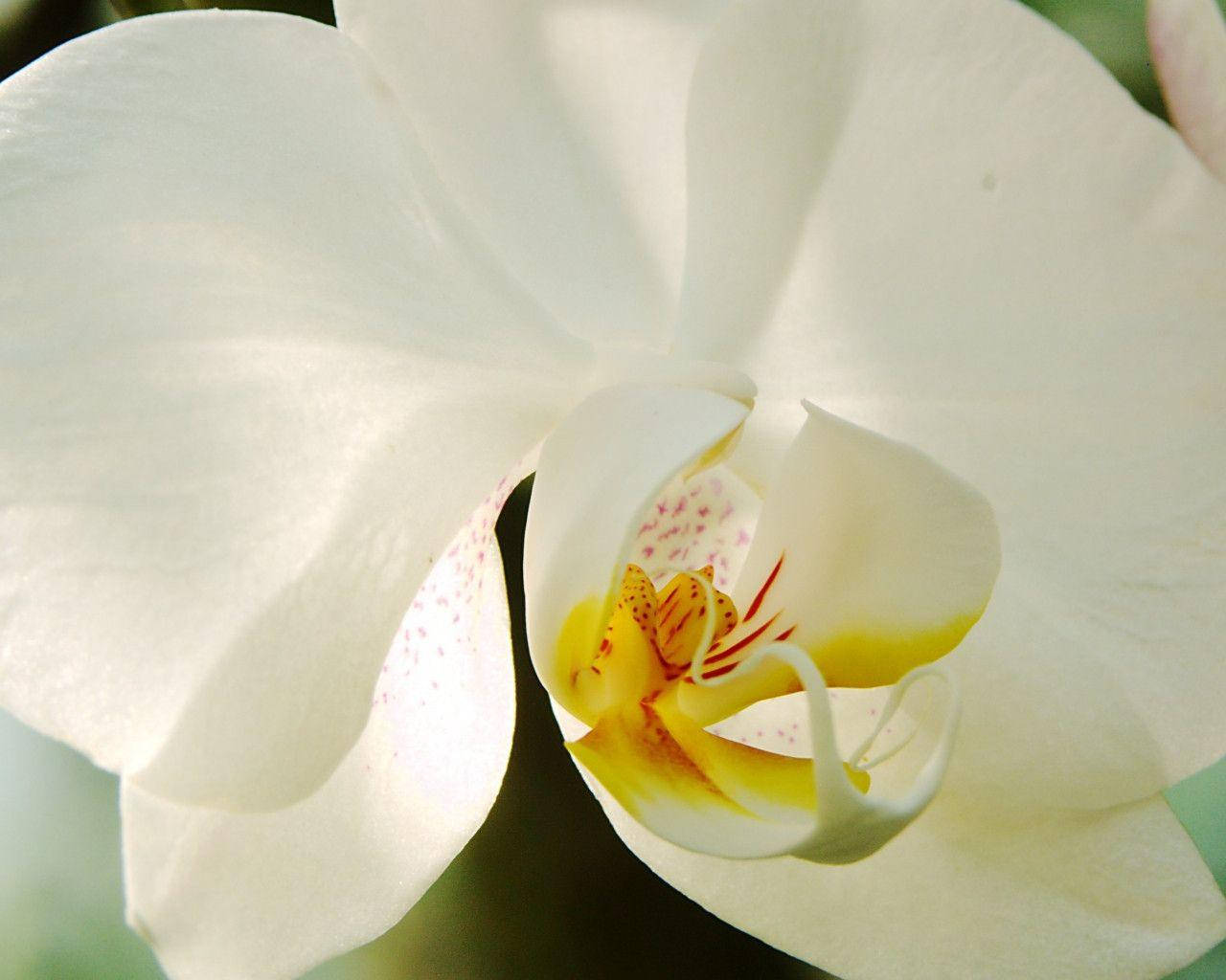 White Orchid, yellow and red speckled center petals, blurred green background, HD Desktop Wallpaper