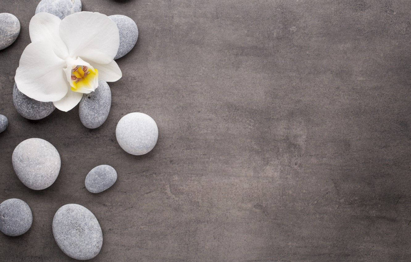White Orchid, pebble stones, smooth gray stones, HD Desktop Wallpaper