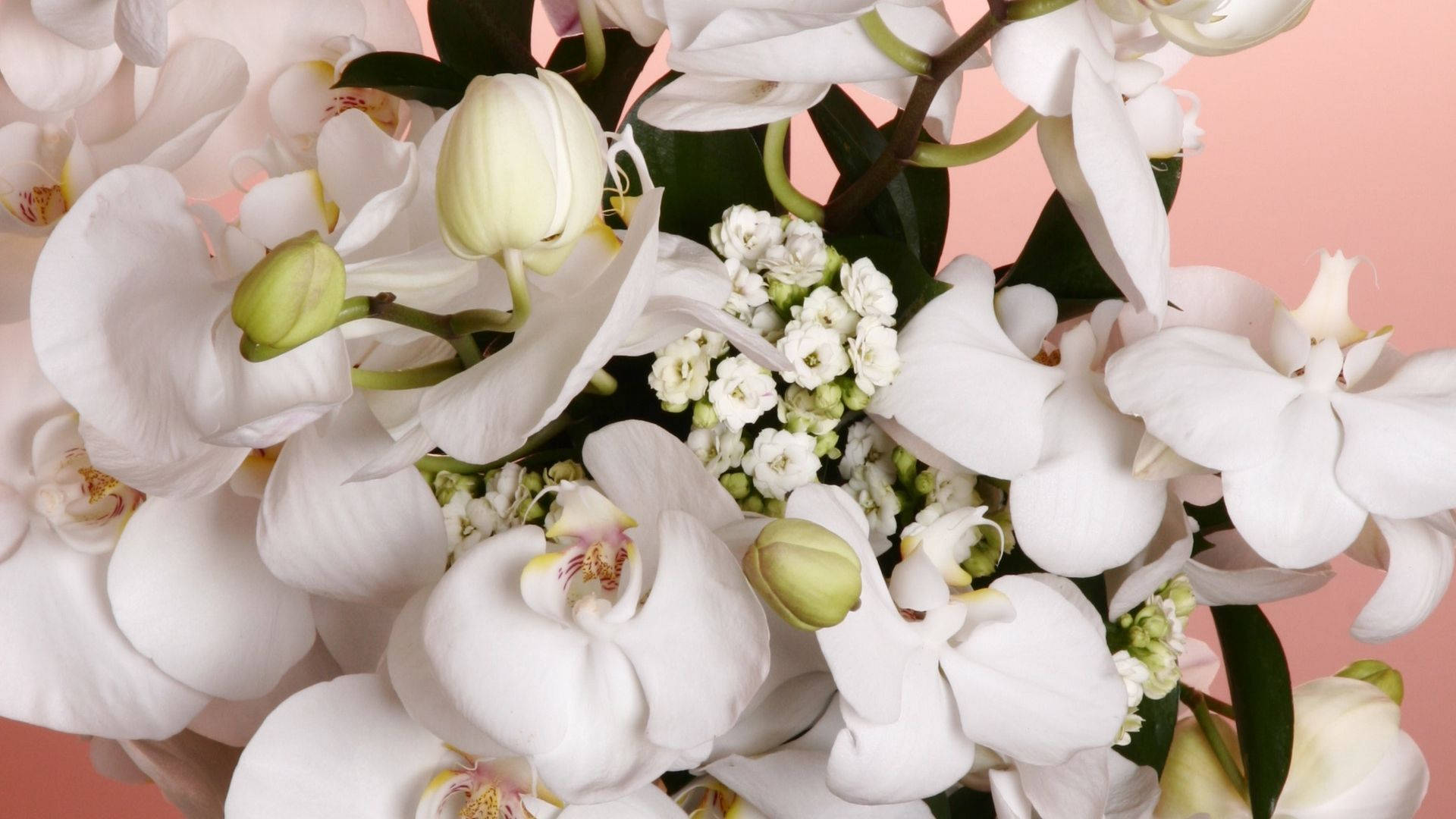 White Orchid, small flowers, white orchids, Full HD Desktop Wallpaper