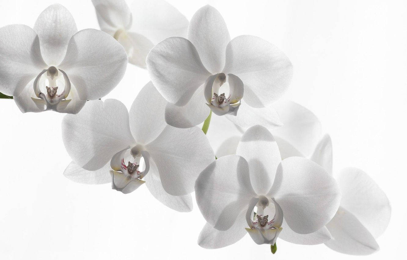 White Orchid, elegant white orchids, pure white background, HD Desktop Wallpaper