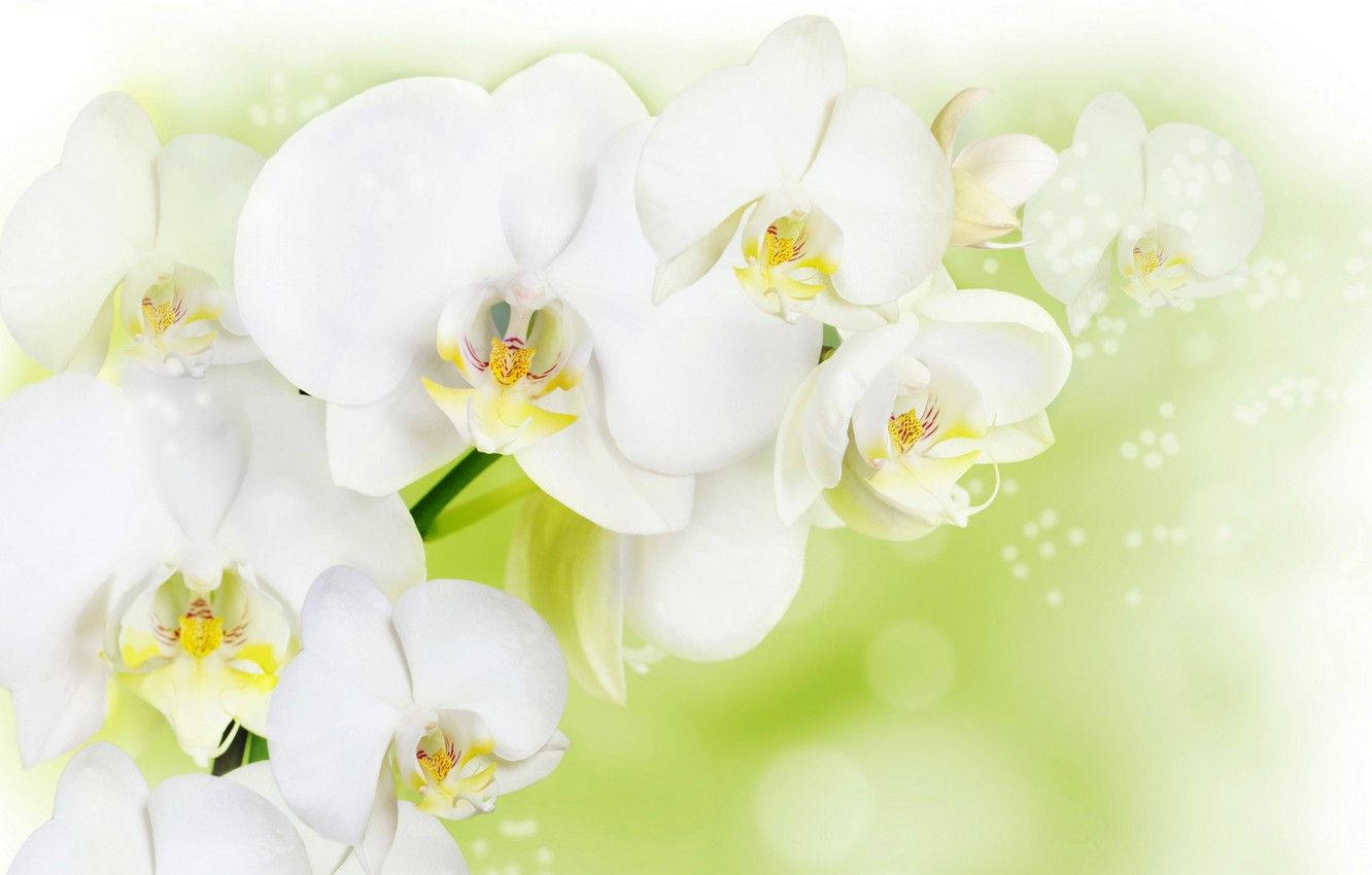 White Orchid, pristine white orchids, delicate yellow centers, HD Desktop Wallpaper