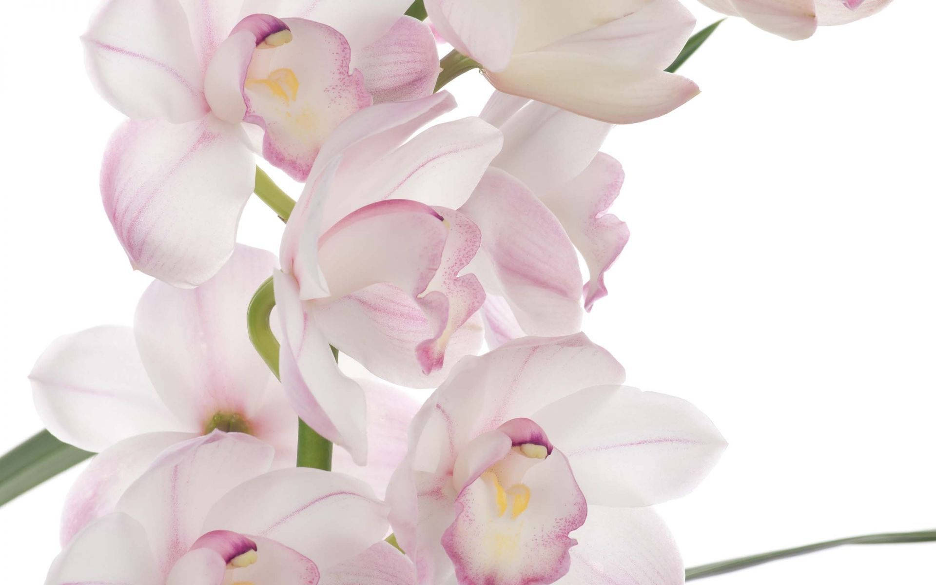 White Orchid, pink edge petals, pink and white orchid blooms, Full HD Desktop Wallpaper