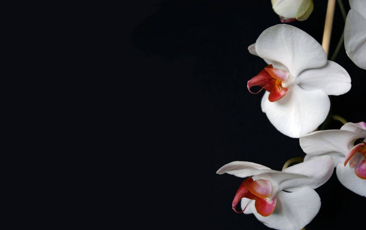 Artistic White Orchid, white orchids, pink centers, HD Desktop Wallpaper