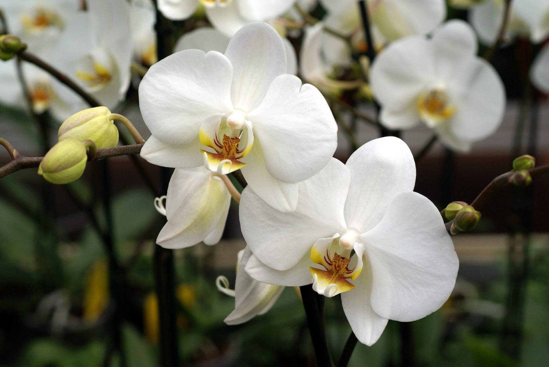 White Orchid, dark brown stem, yellow centers, Full HD Desktop Wallpaper