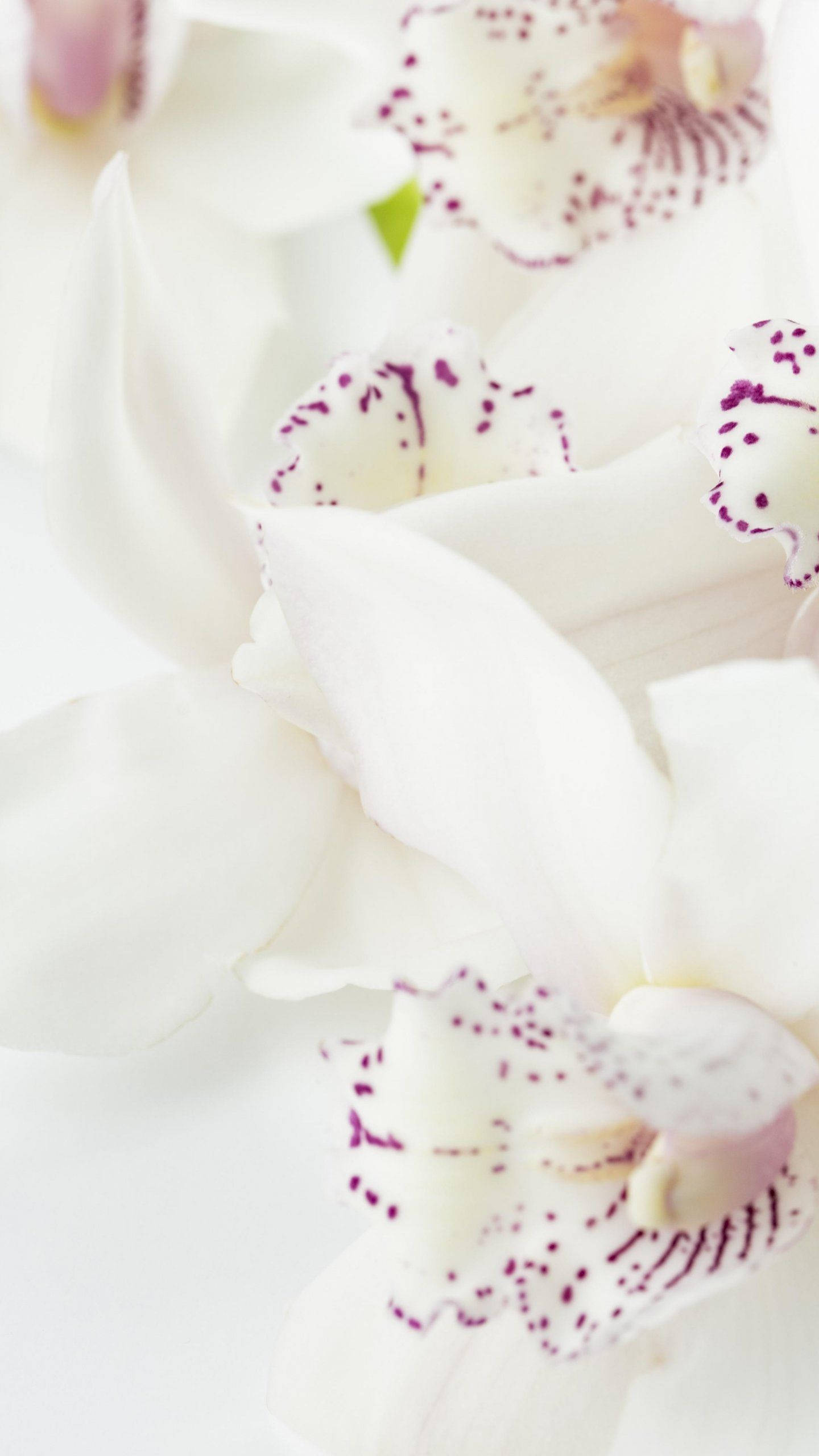 White Orchid, purple specks, white orchids, 2K Phone Wallpaper