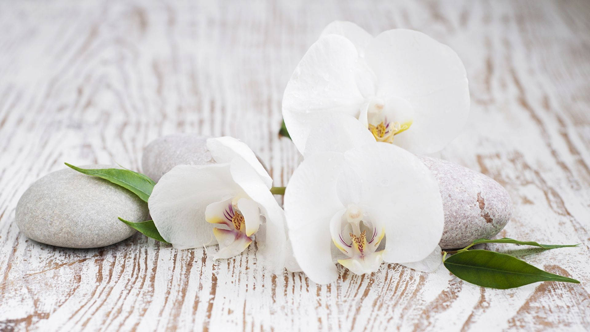 White Orchid, wooden floor, green leaves, Full HD Desktop Wallpaper