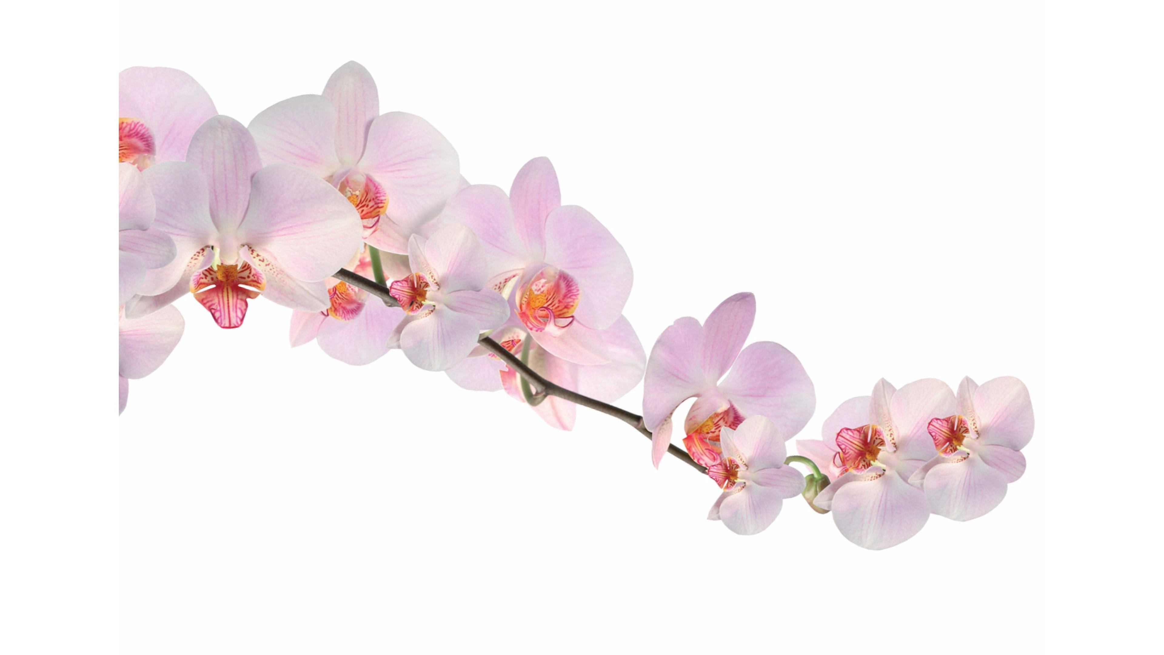 Pink White Orchid, light pink orchids, vibrant centers, 4K Desktop Wallpaper