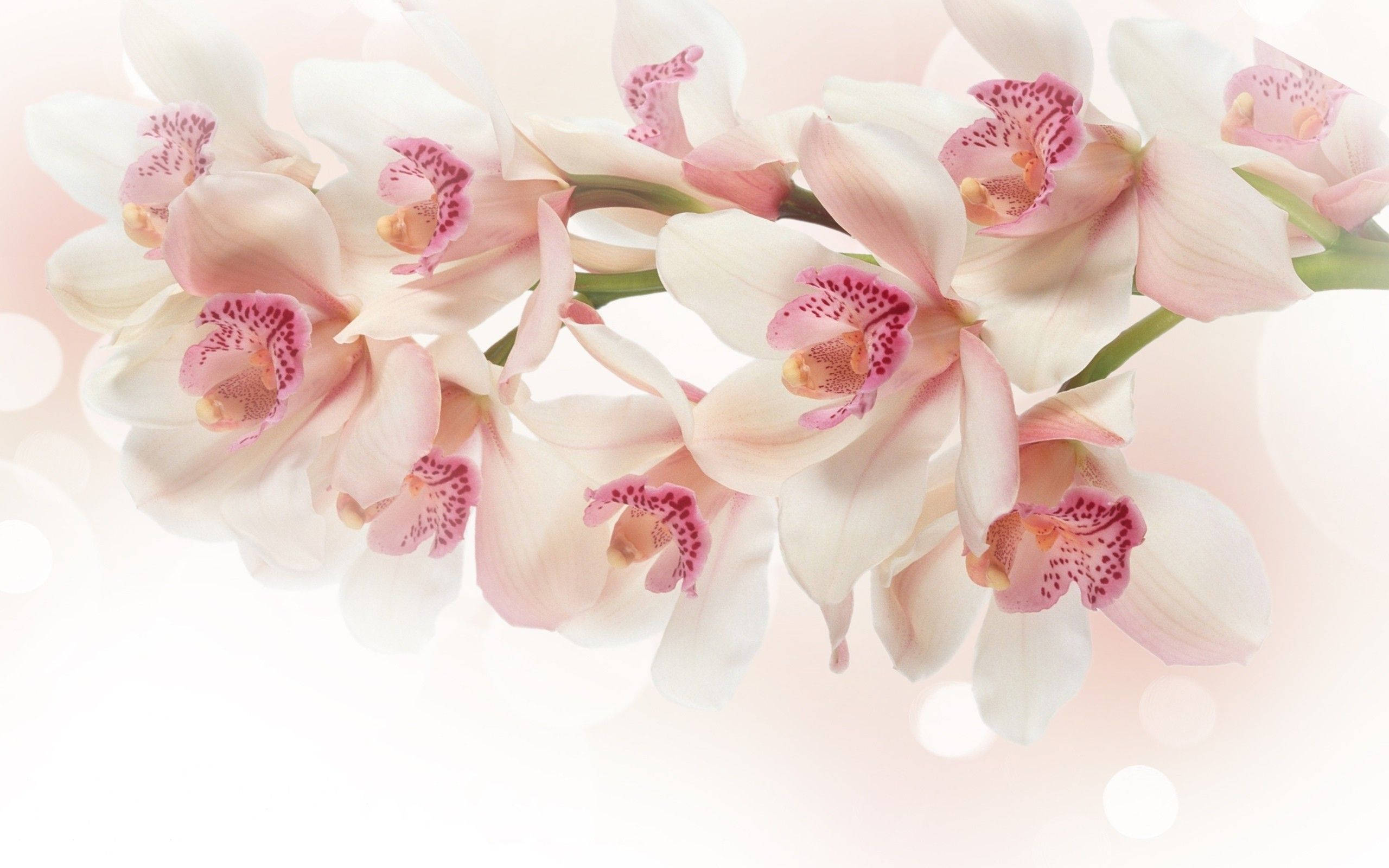 white orchids, pink spots, speckled centers, 2K Desktop Wallpaper