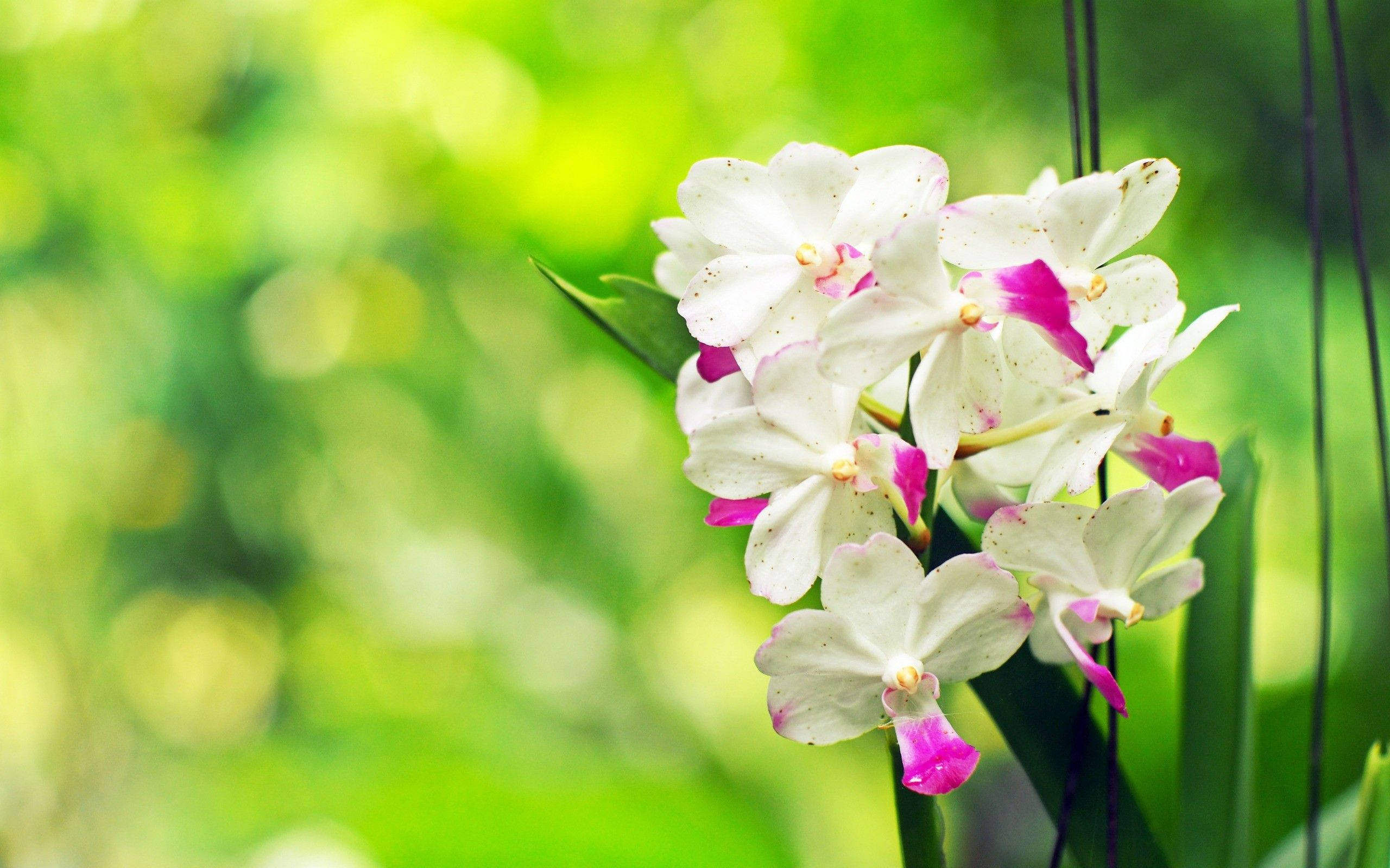 white orchids, violet petals, pink lips, 2K Desktop Wallpaper