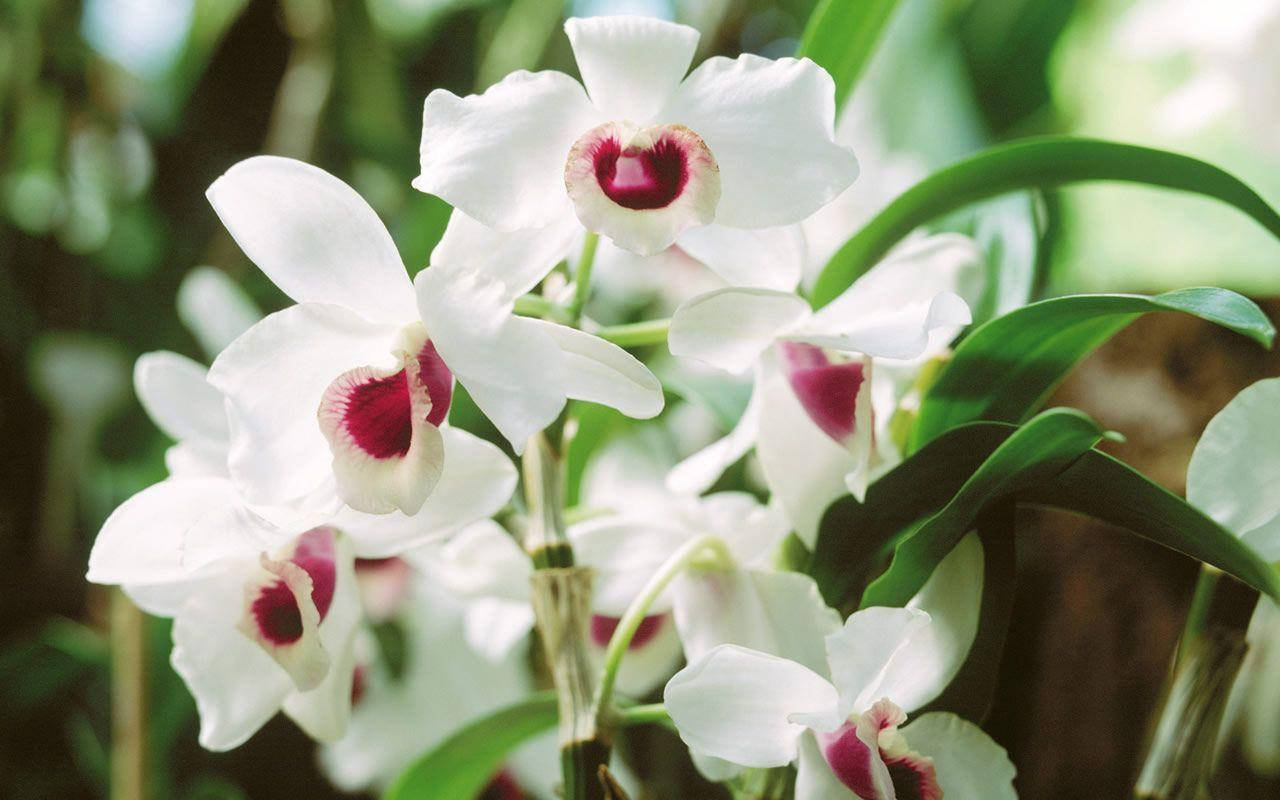 white orchids, red petals, deep magenta centers, HD Desktop Wallpaper