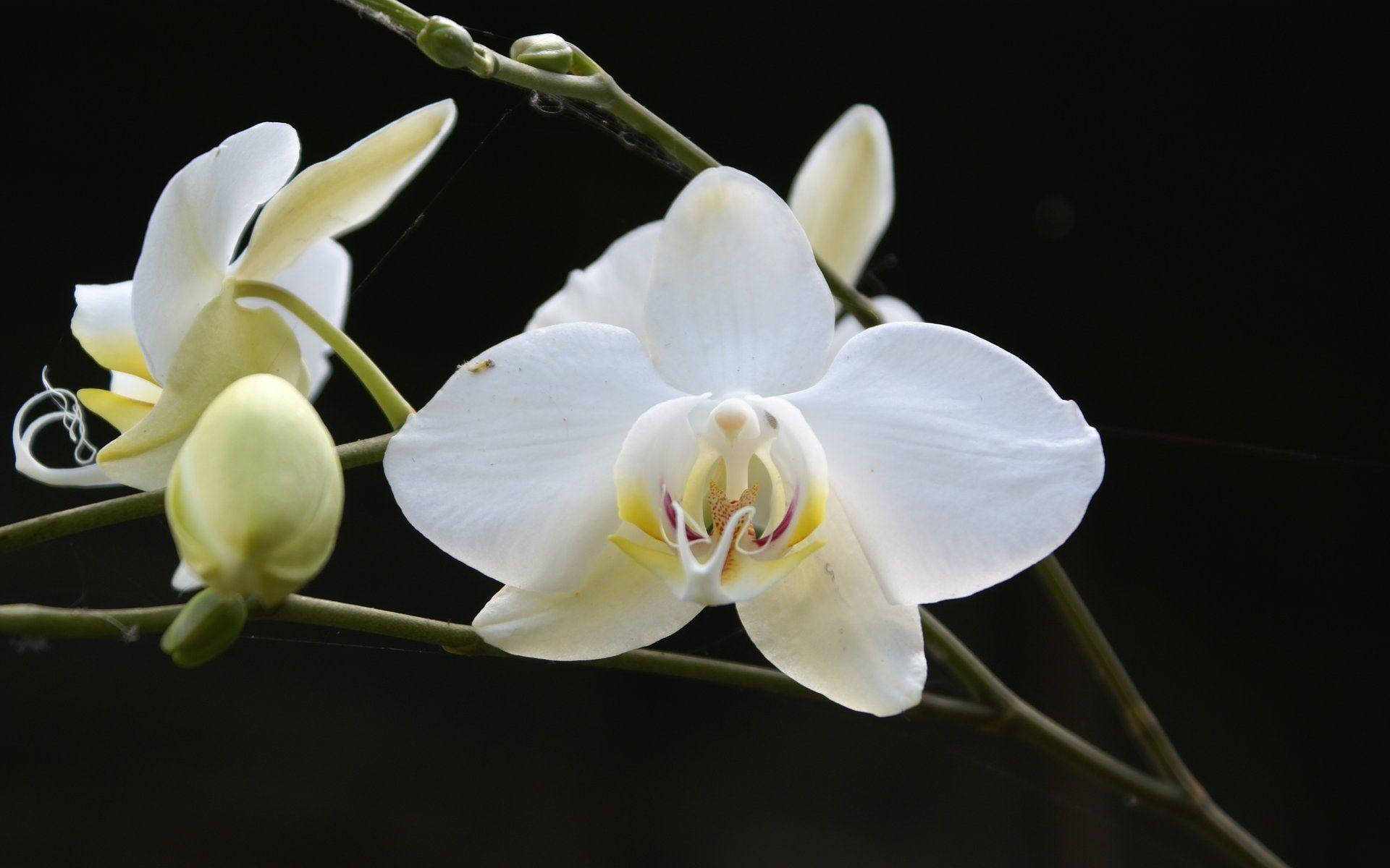 White Orchid, stark black background, soft yellow accents, Full HD Desktop Wallpaper