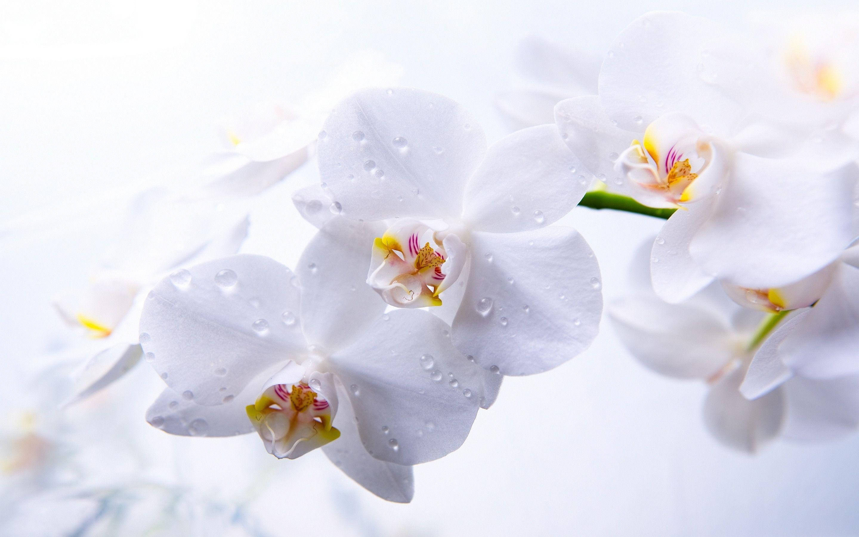 White Orchid, dew drops, bright airy background, 2K Desktop Wallpaper