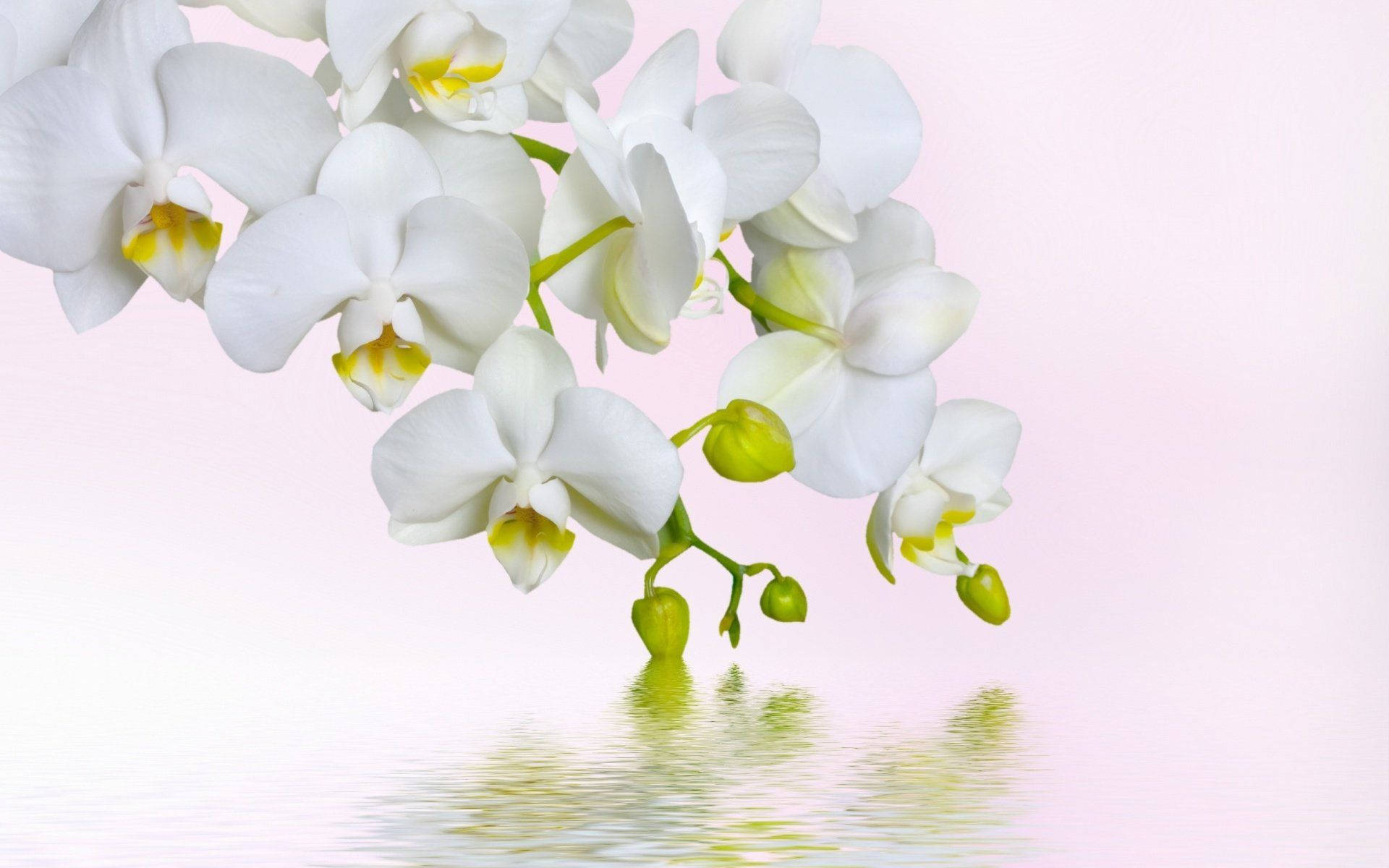 white orchids, yellow centers, soft pink background, Full HD Desktop Wallpaper