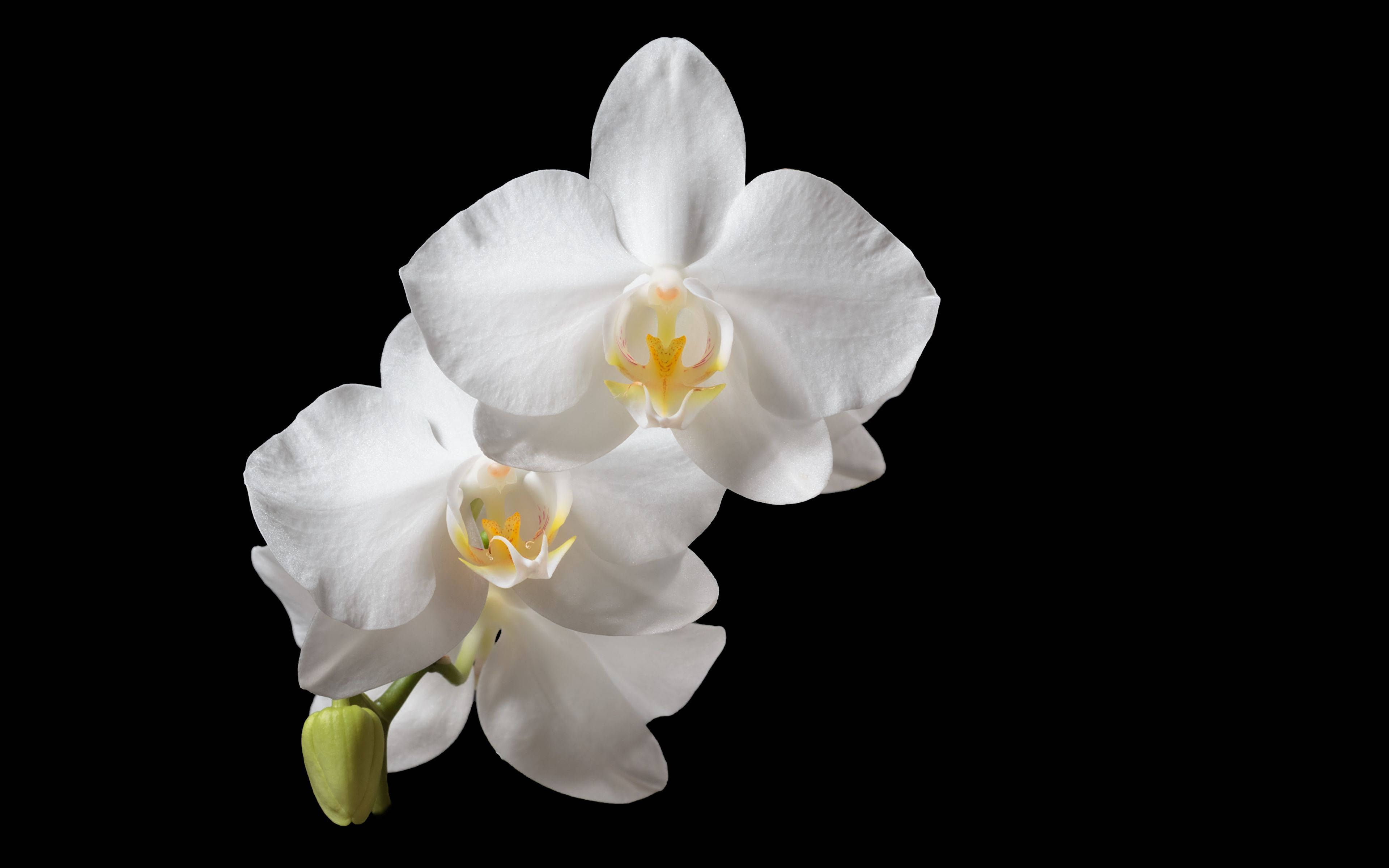 Pure White Orchid Flower, white orchids, yellow centers, 4K Desktop Wallpaper