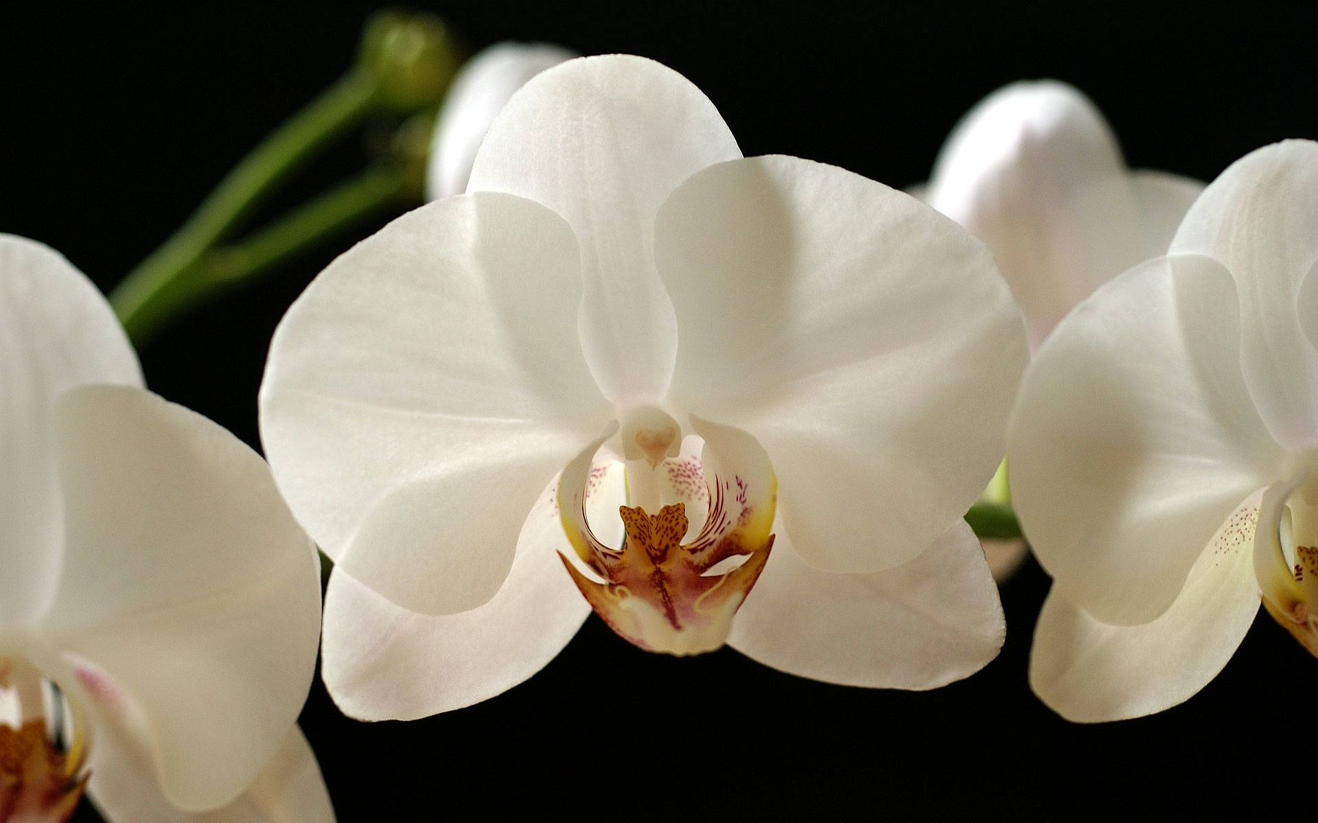White Orchid, red hues, pristine white orchids, Full HD Desktop Wallpaper