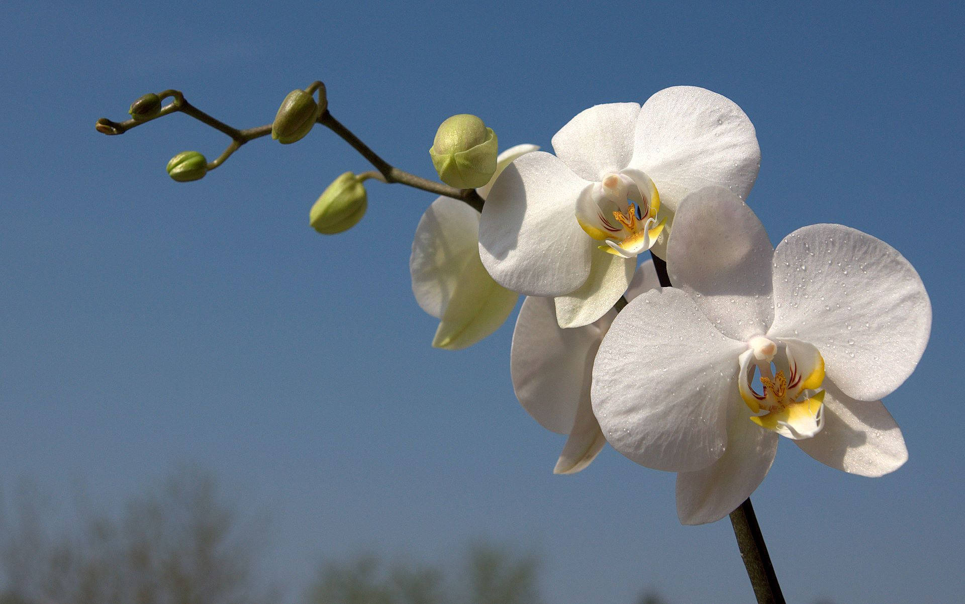 White Orchid, blue sky, dewdrops, Full HD Desktop Wallpaper