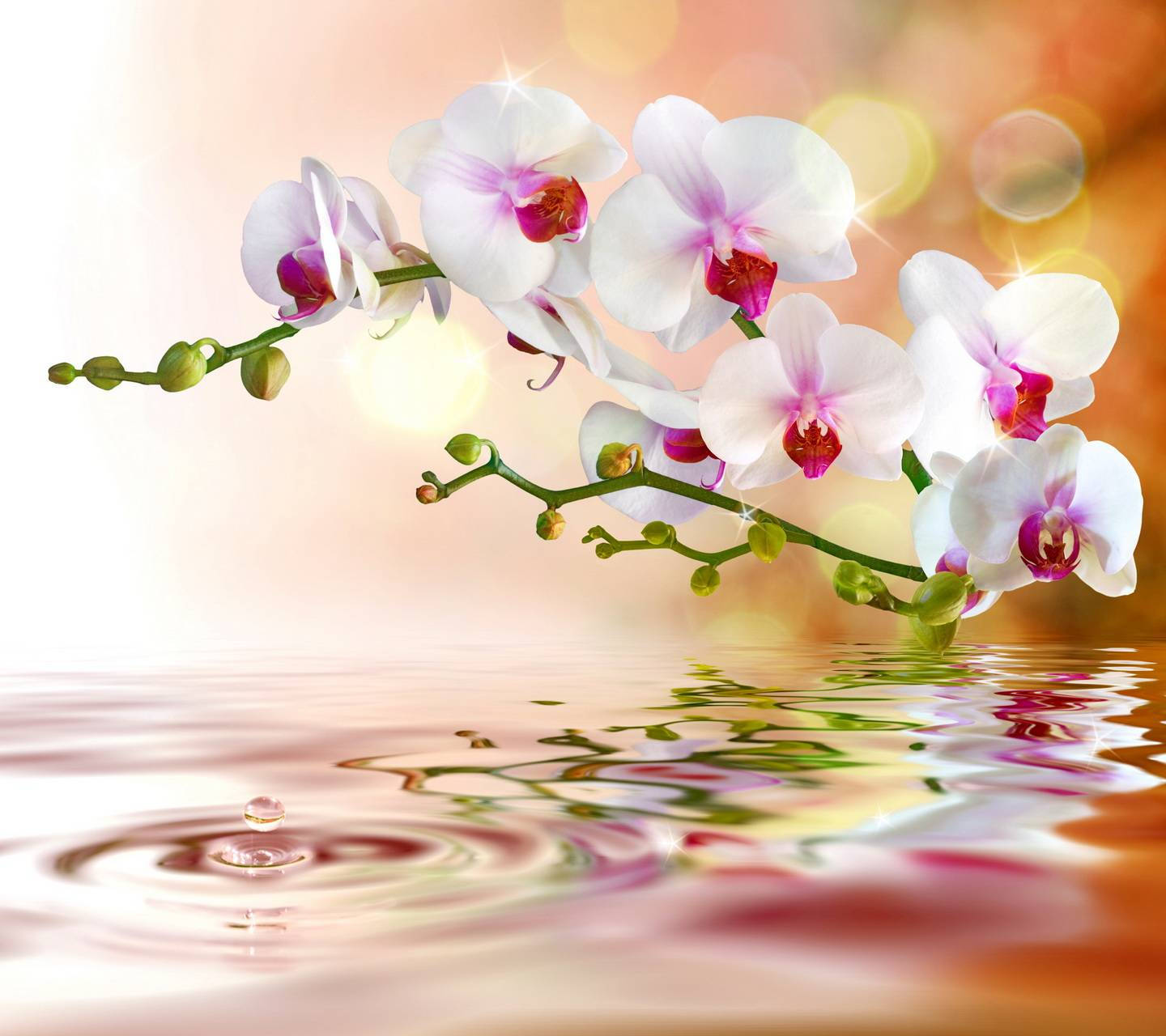 White Orchid, water ripple, pink centers, HD Desktop Wallpaper