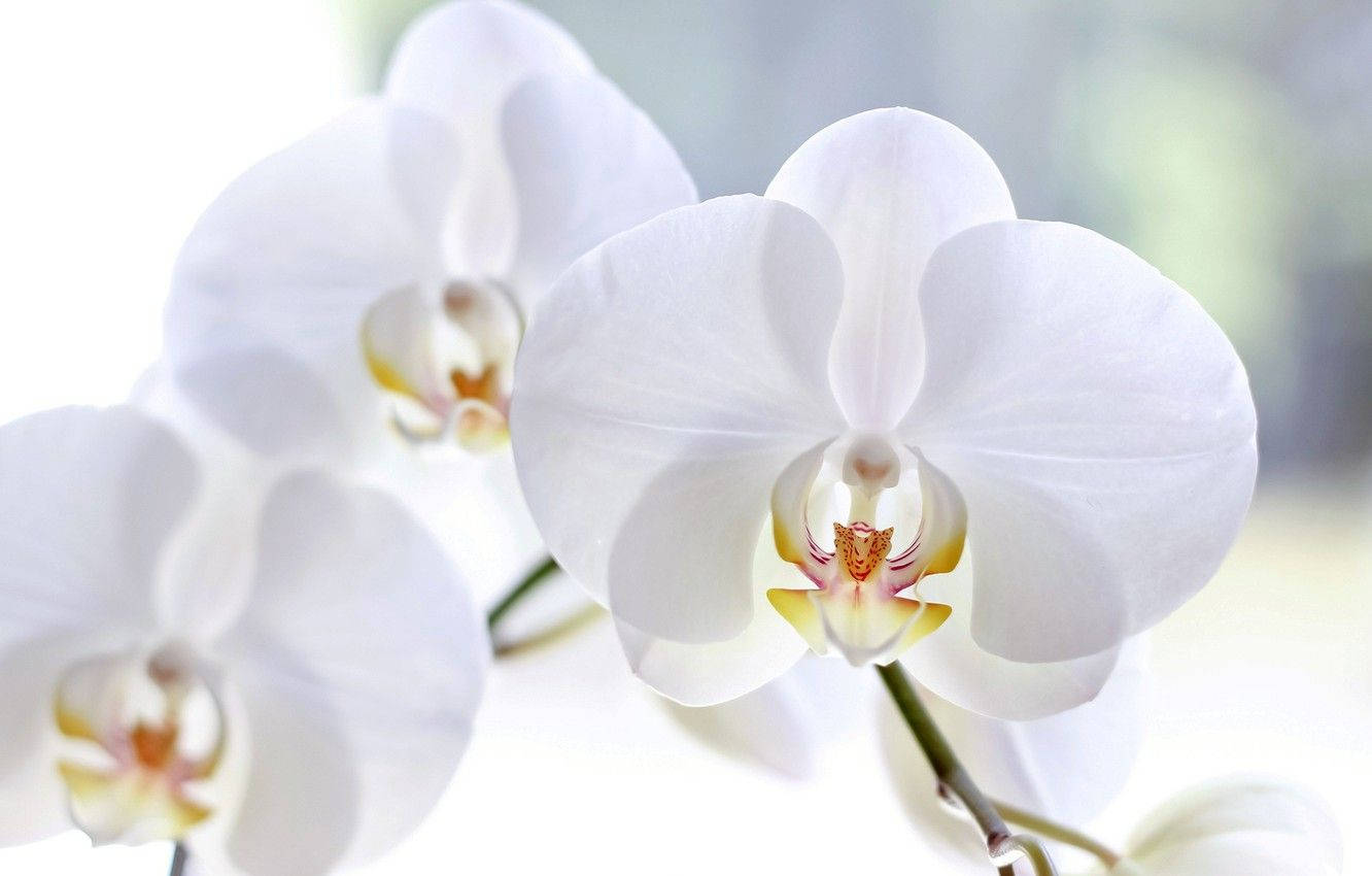 White Orchid, soft white orchids, delicate yellow and pink centers, HD Desktop Wallpaper