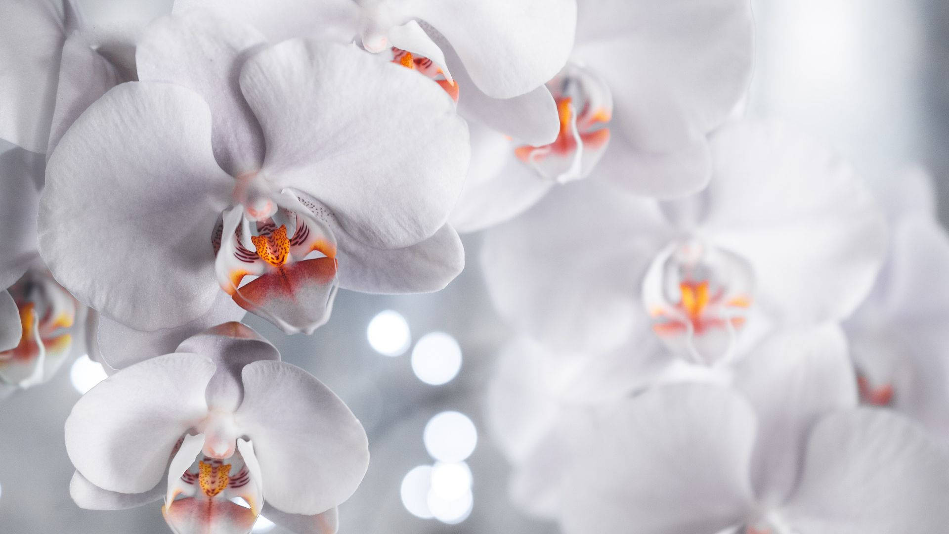 White Orchid, two-toned petals, soft white, Full HD Desktop Wallpaper