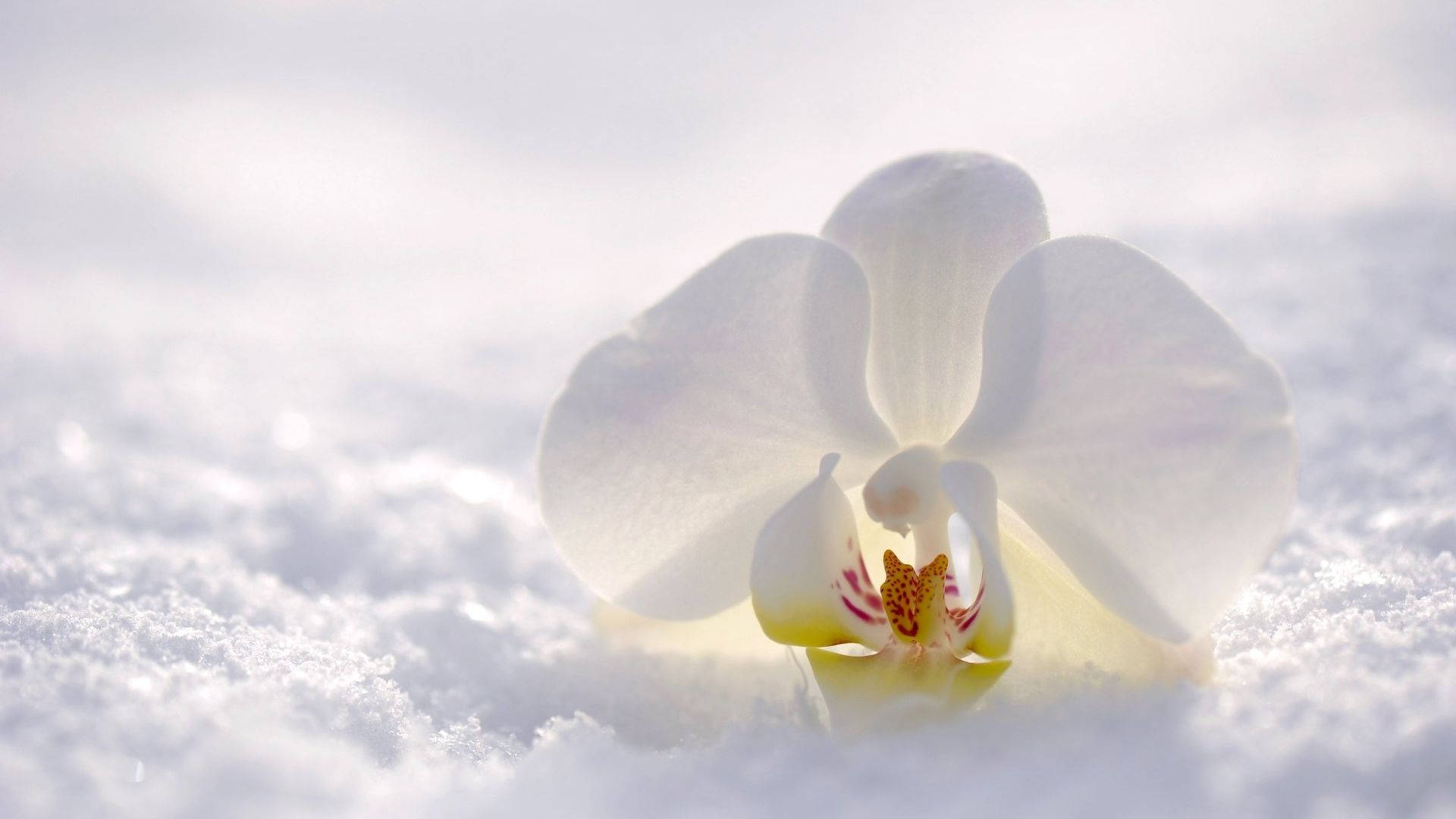 White Orchid, snow, daylight, Full HD Desktop Wallpaper