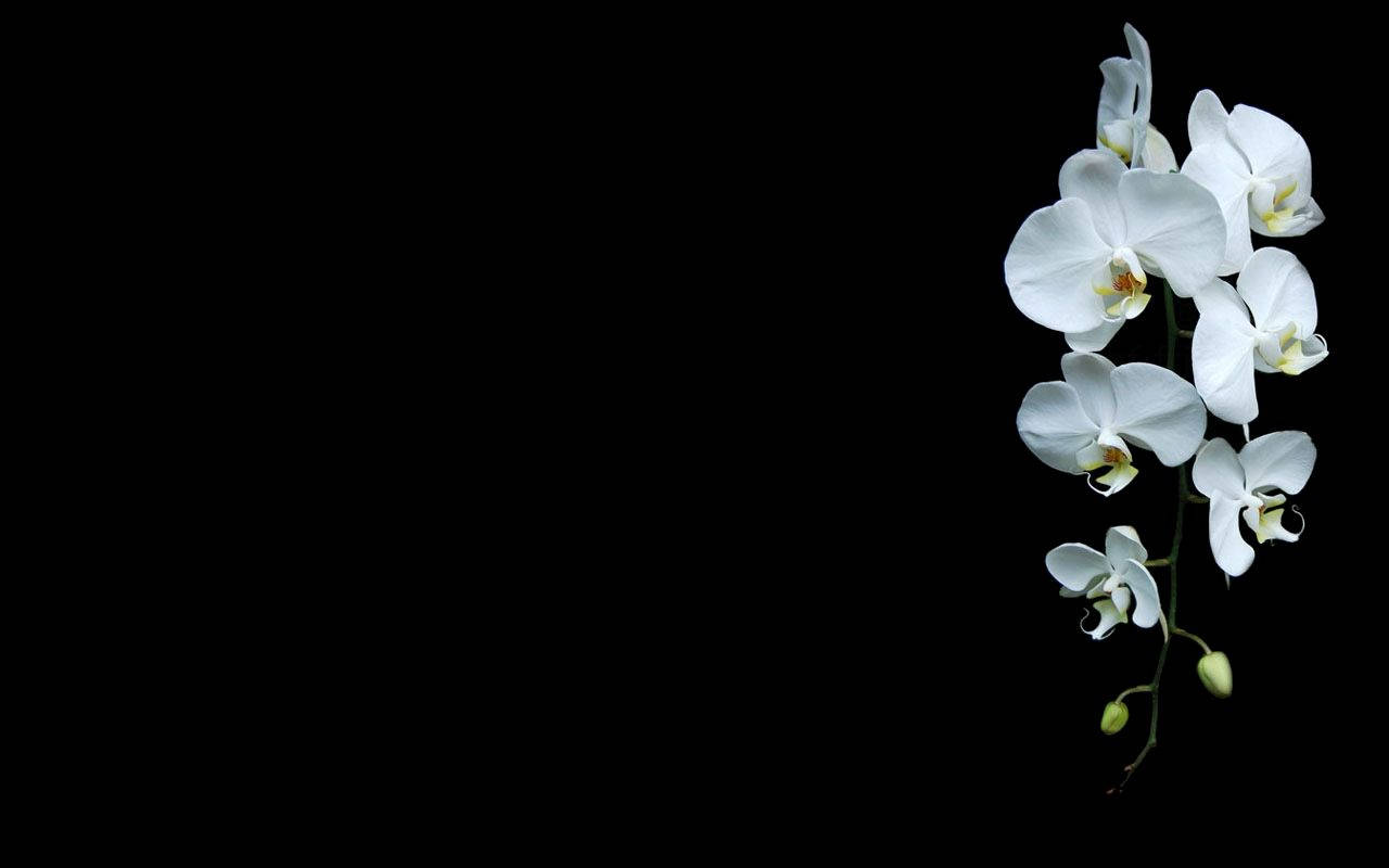 White Orchid, black background, white orchids, HD Desktop Wallpaper
