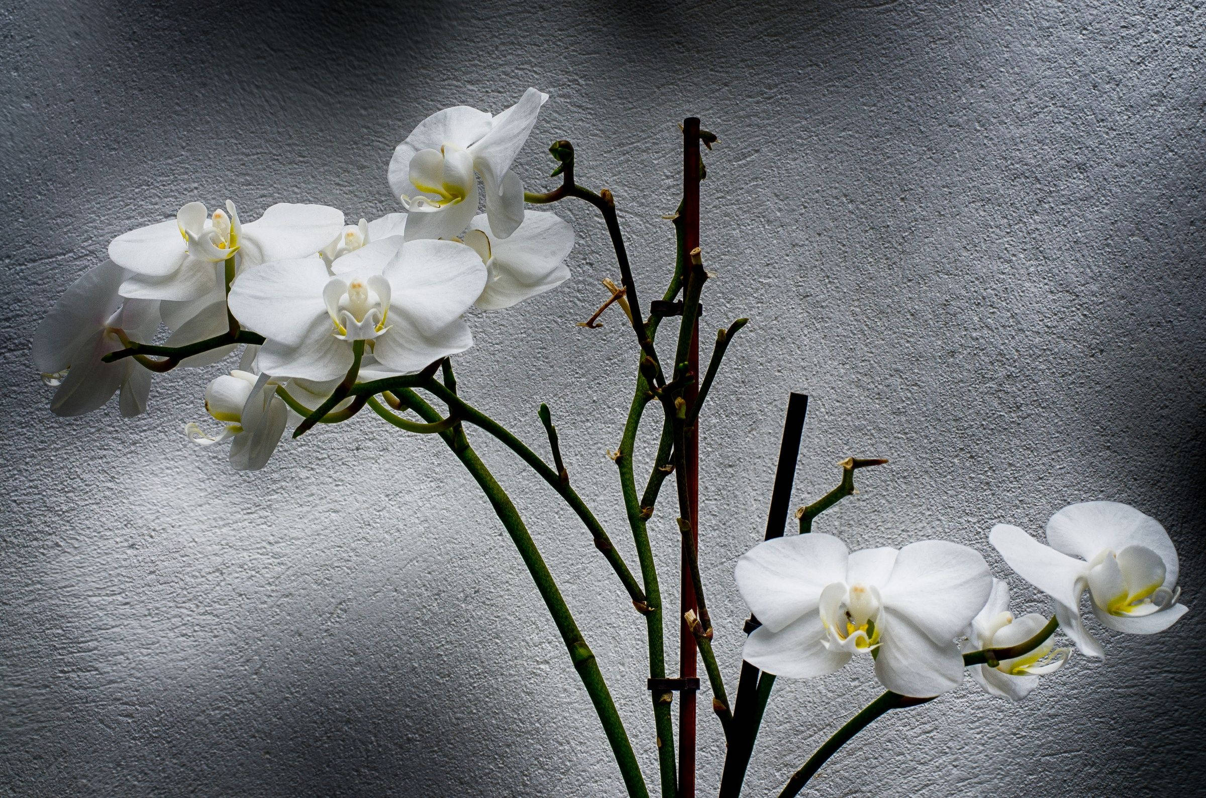 White Orchid, sunlight, textured gray wall, Full HD Desktop Wallpaper