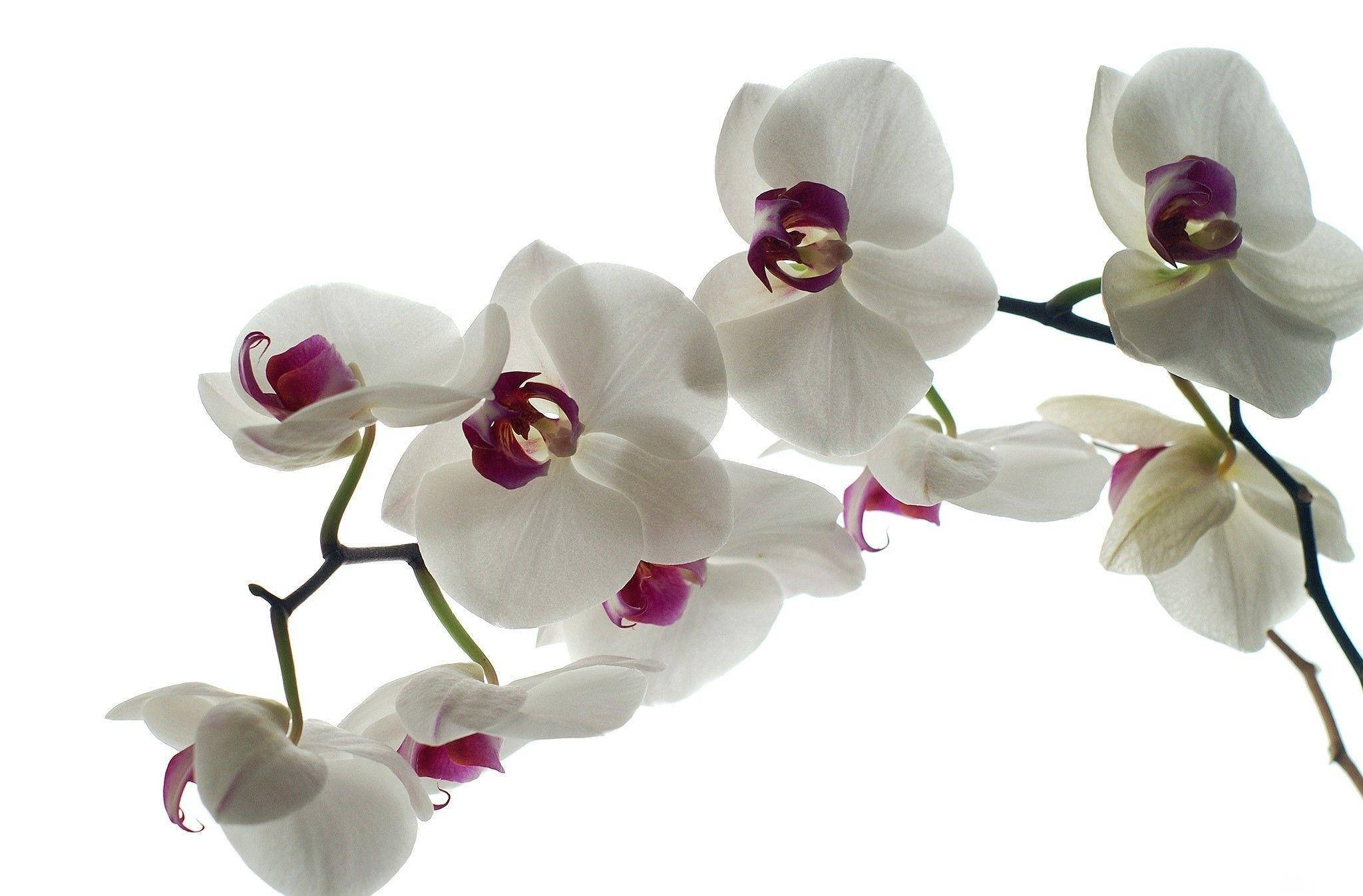 White Orchid, curved purple petals, deep purple centers, Full HD Desktop Wallpaper
