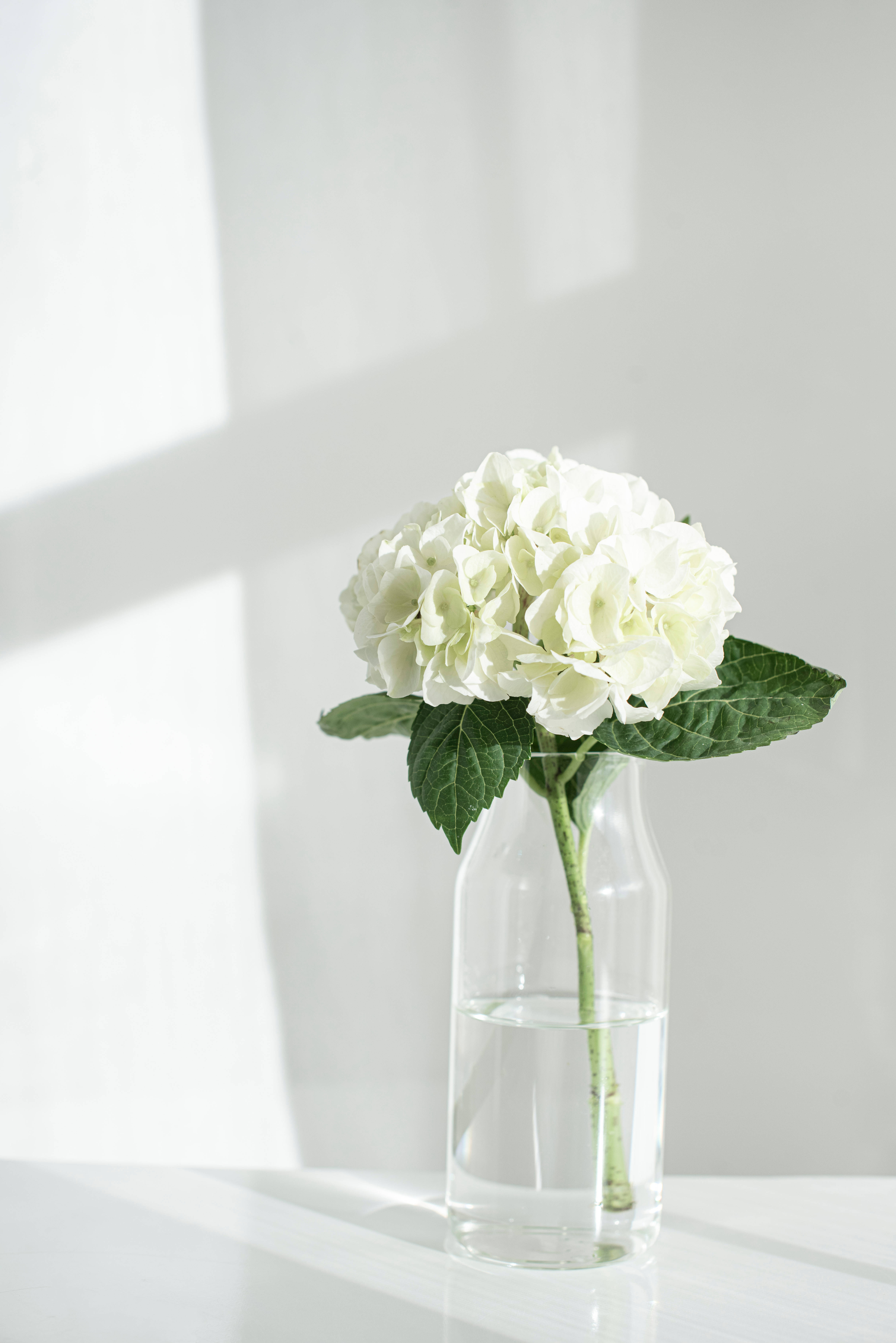 white hydrangea, clear glass vase, bright white surface, 5K Phone Wallpaper