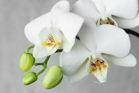 White Orchid, yellow centers, green buds, SD Desktop Wallpaper